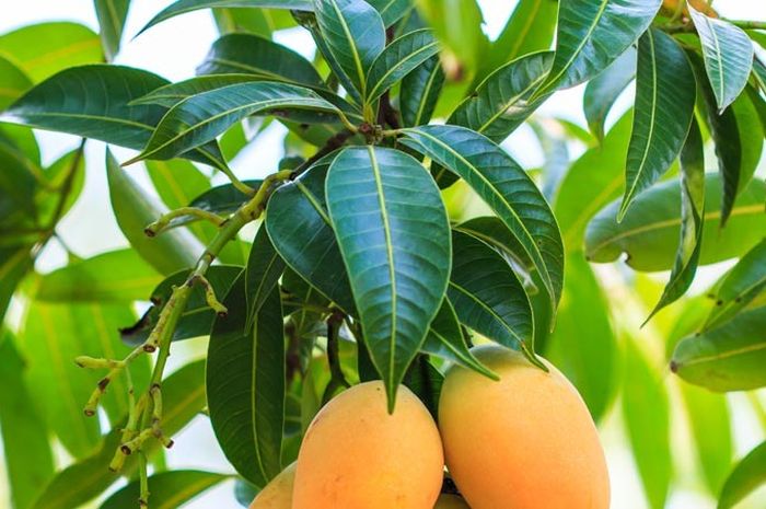 53154_manfaat-daun-mangga-bagi-kesehatan.jpg