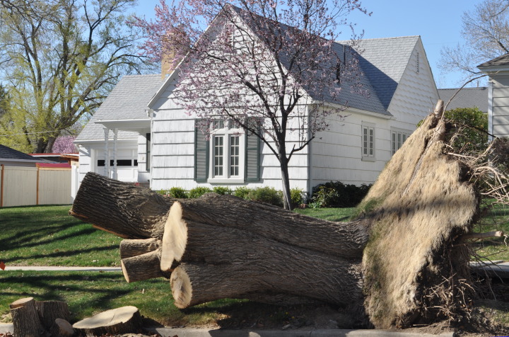 fallen_tree.jpg