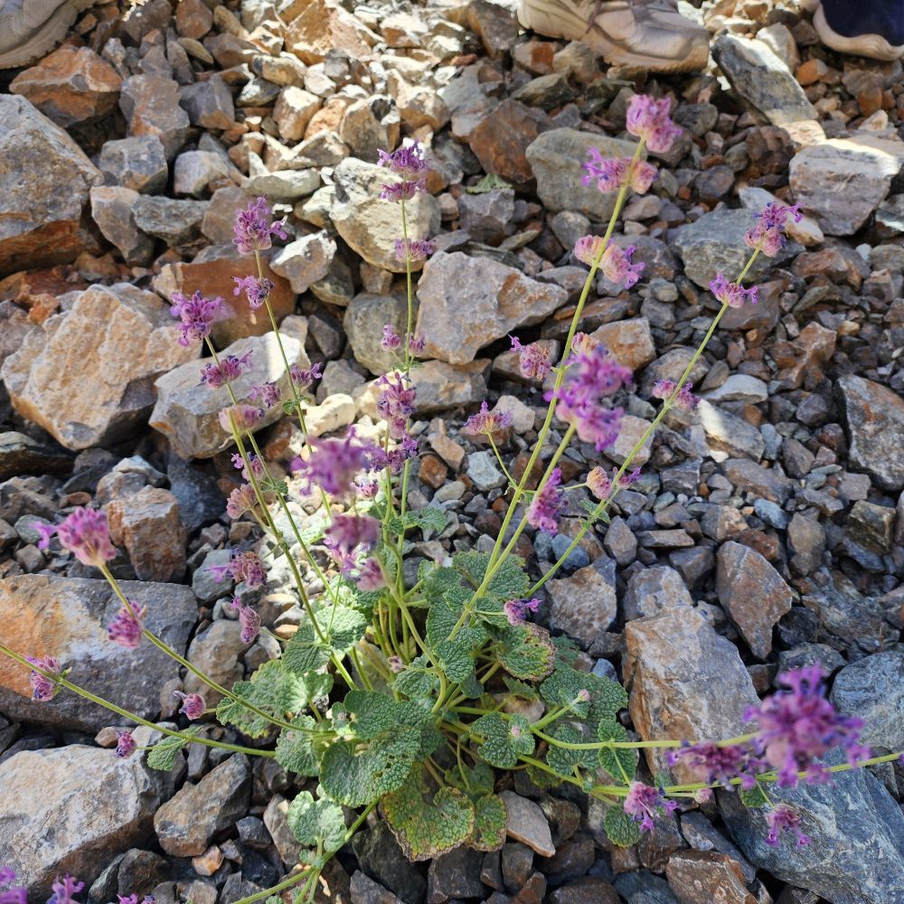 20250727_084521.jpg