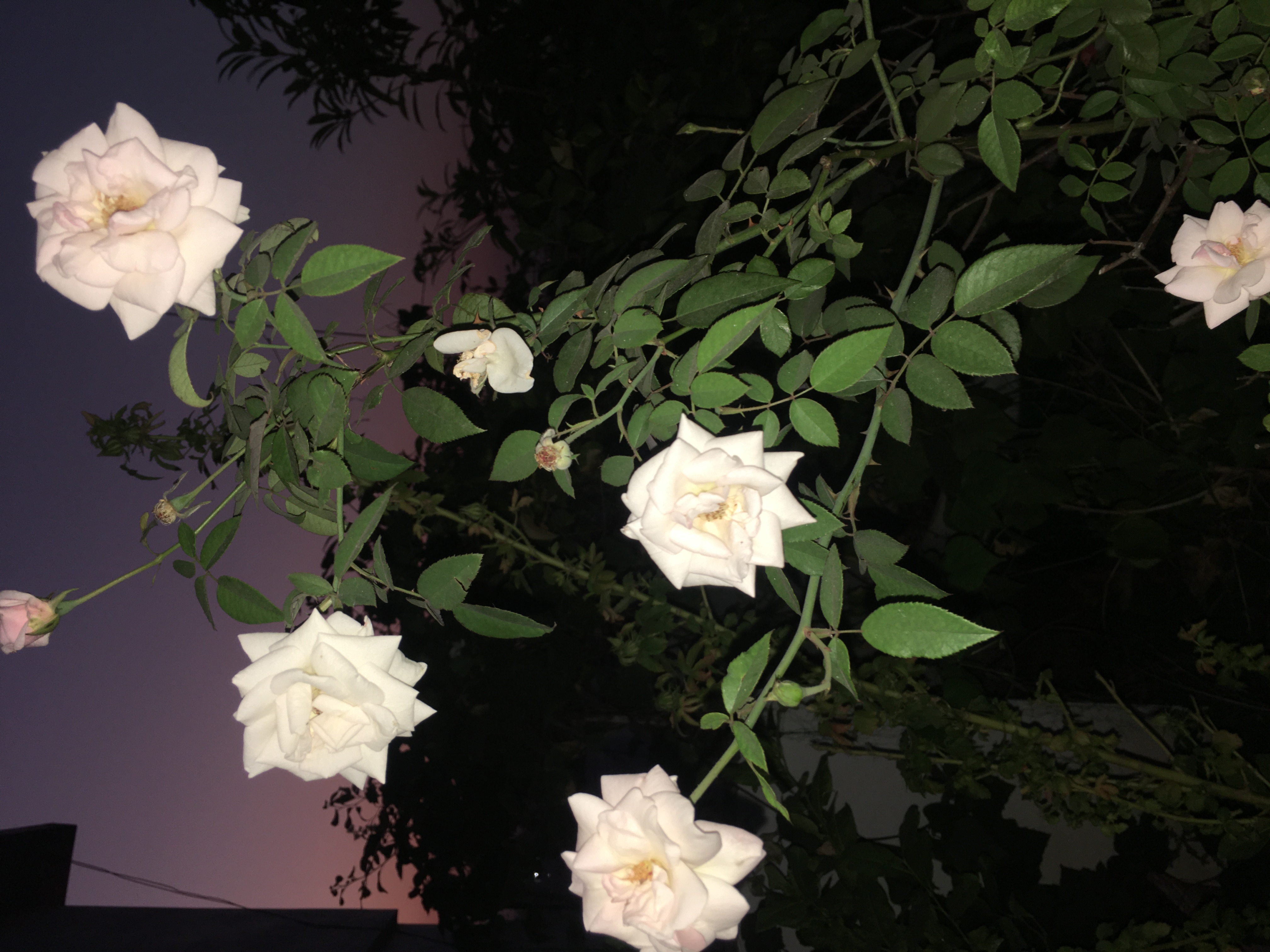 8AFECBD3-1316-4354-960B-3B1F29F870F0.jpeg