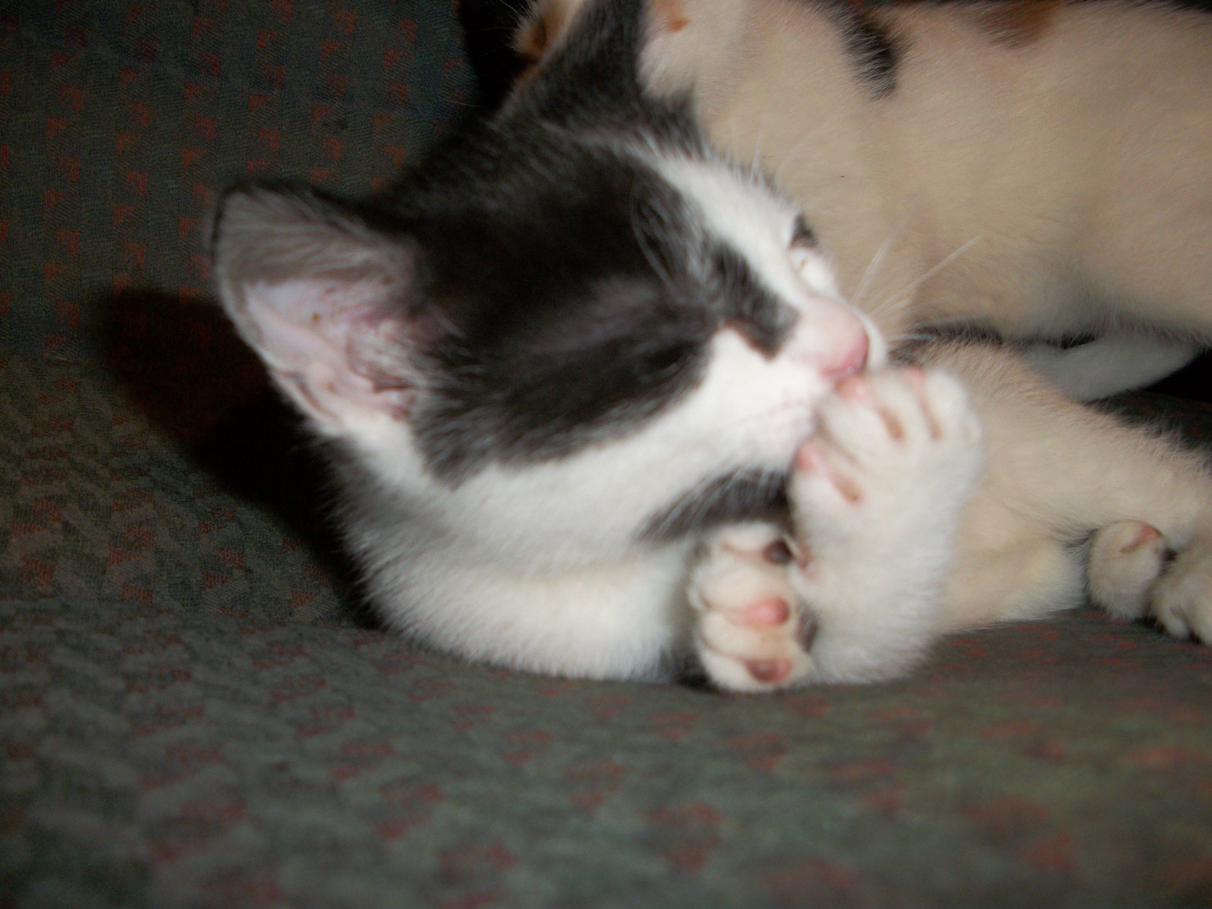 AverageoutsiderKittens etc. Jan 2019 012.jpg