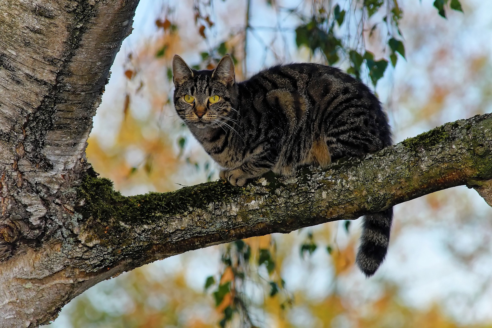 cat-3763274_1920.jpg