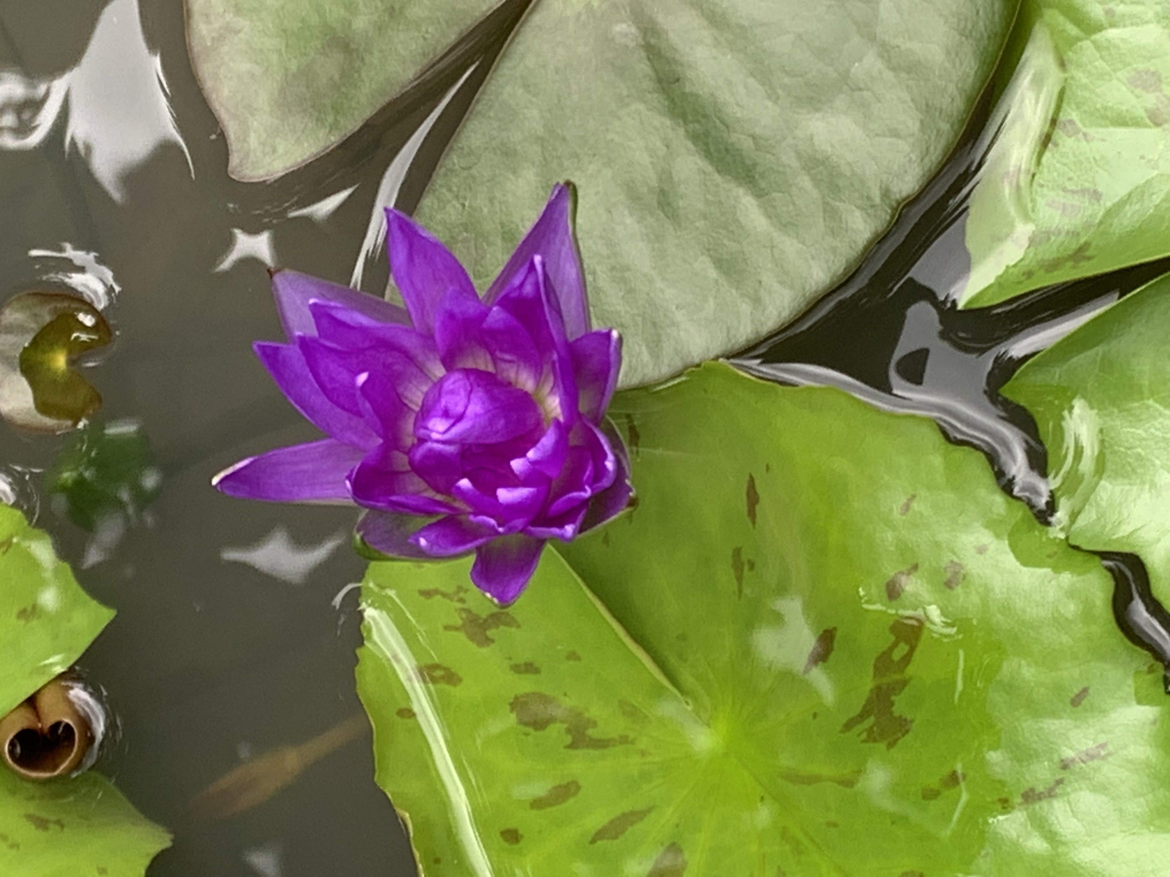 lotus_flowers1.jpg