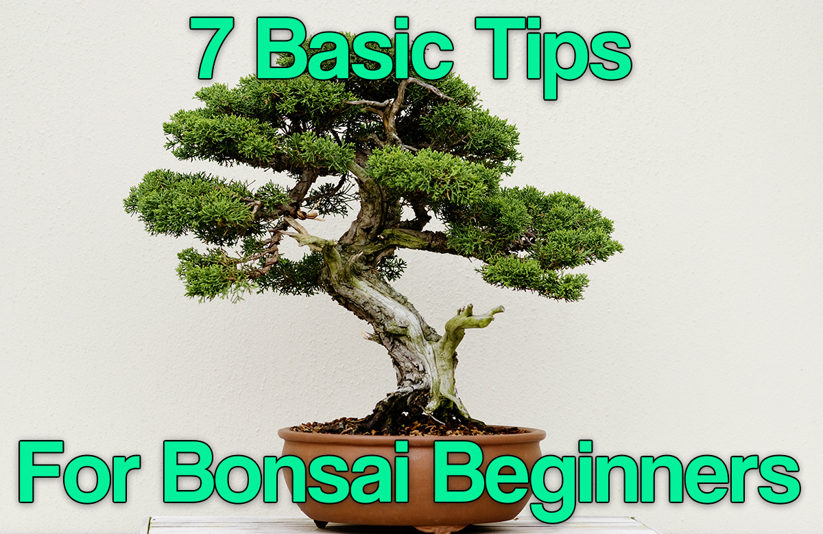 7 Basic Tips for Bonsai Beginners.jpg