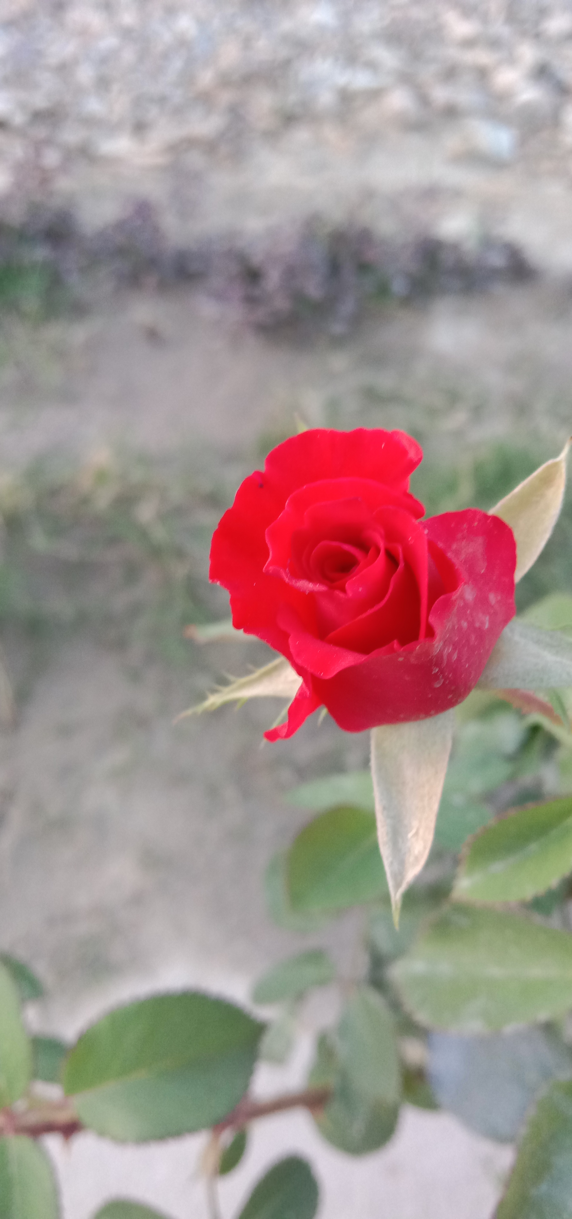 IMG_20210407_182352.jpg