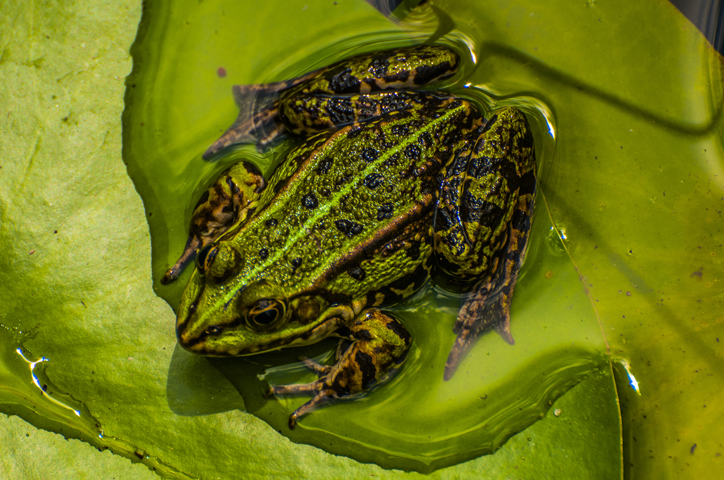 DSC_5690.jpg