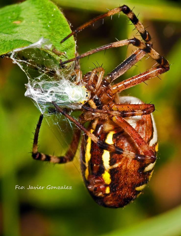 Spider.jpg