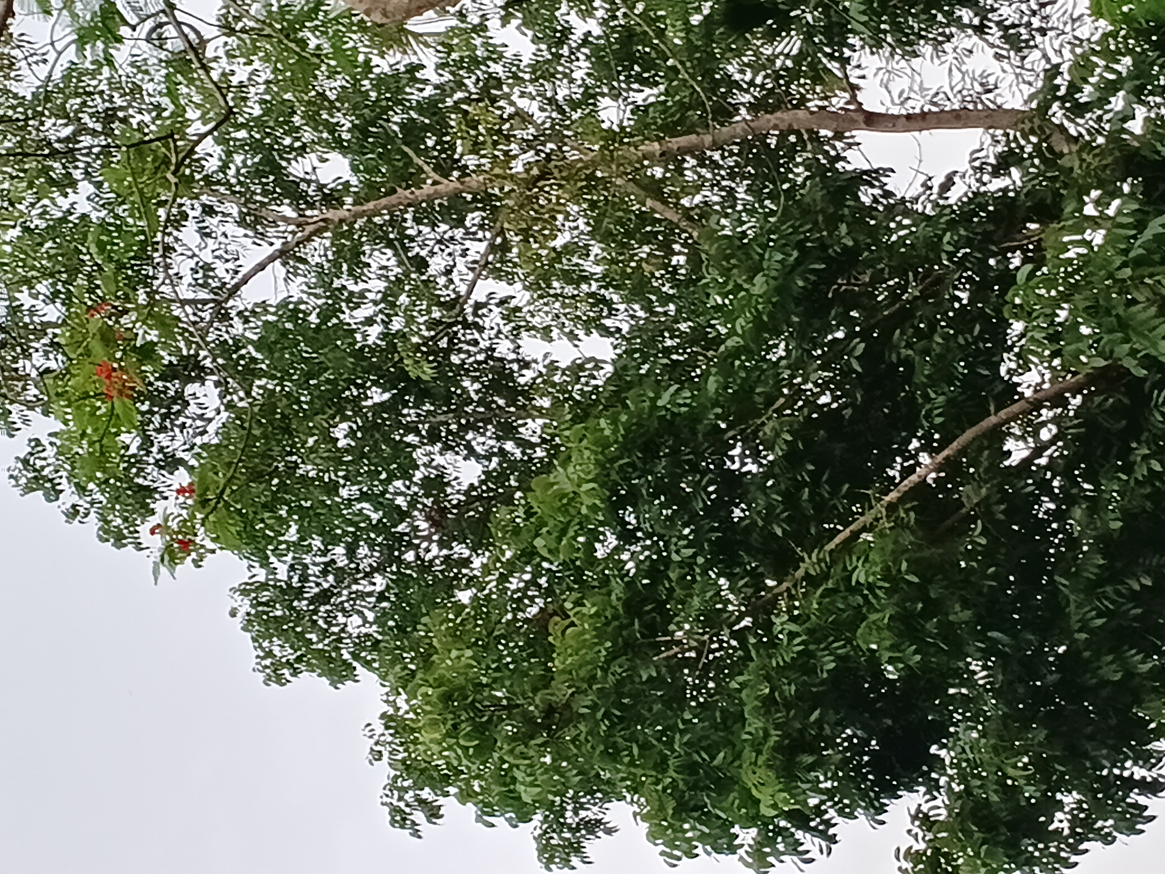 40327.jpg