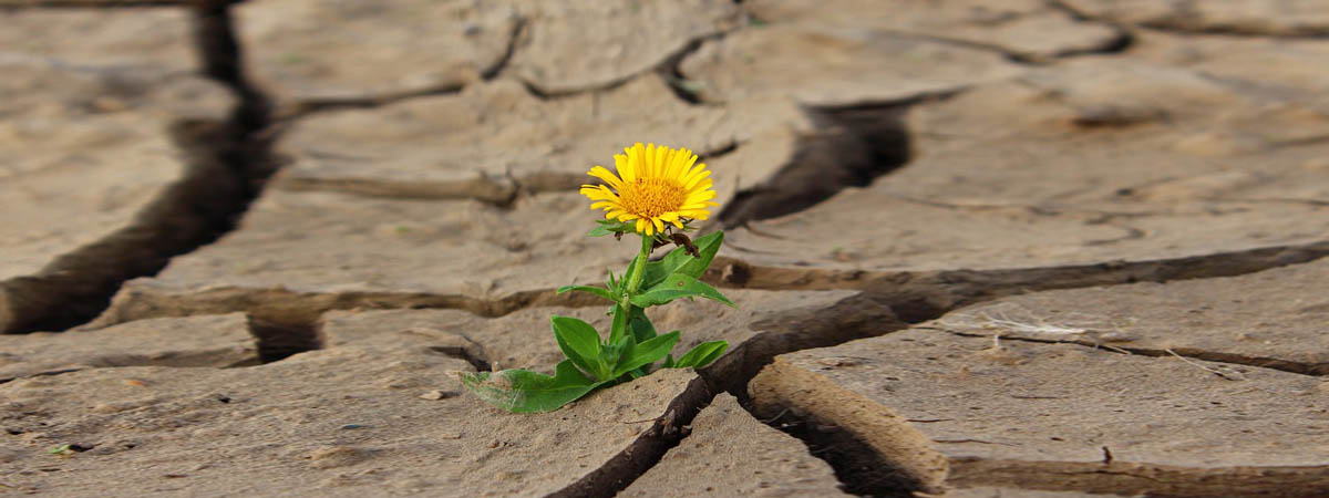 flore343.jpg