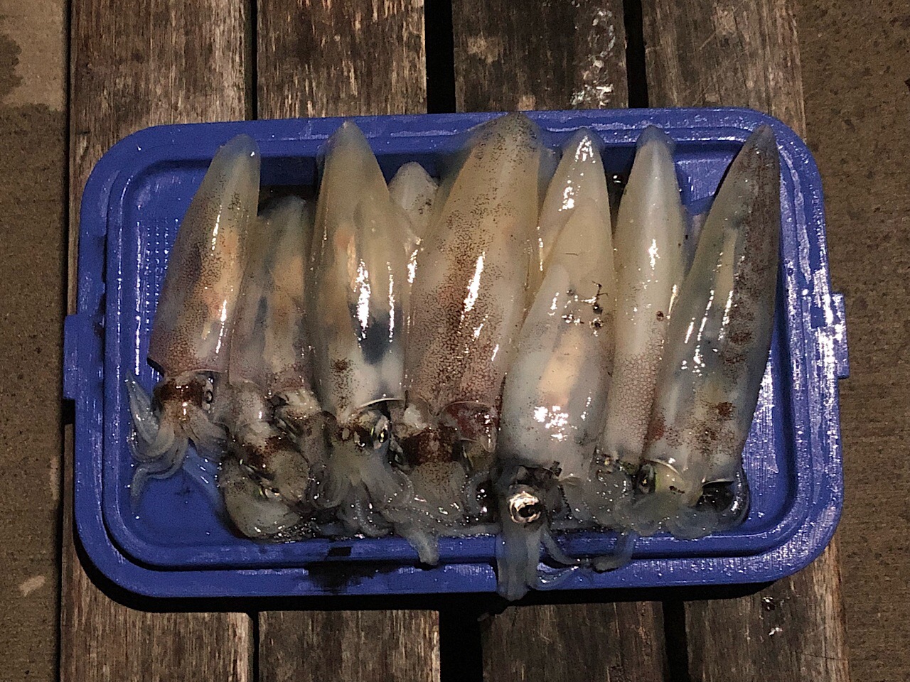 Arrow squids at Patonga Beach, NSW, Australia