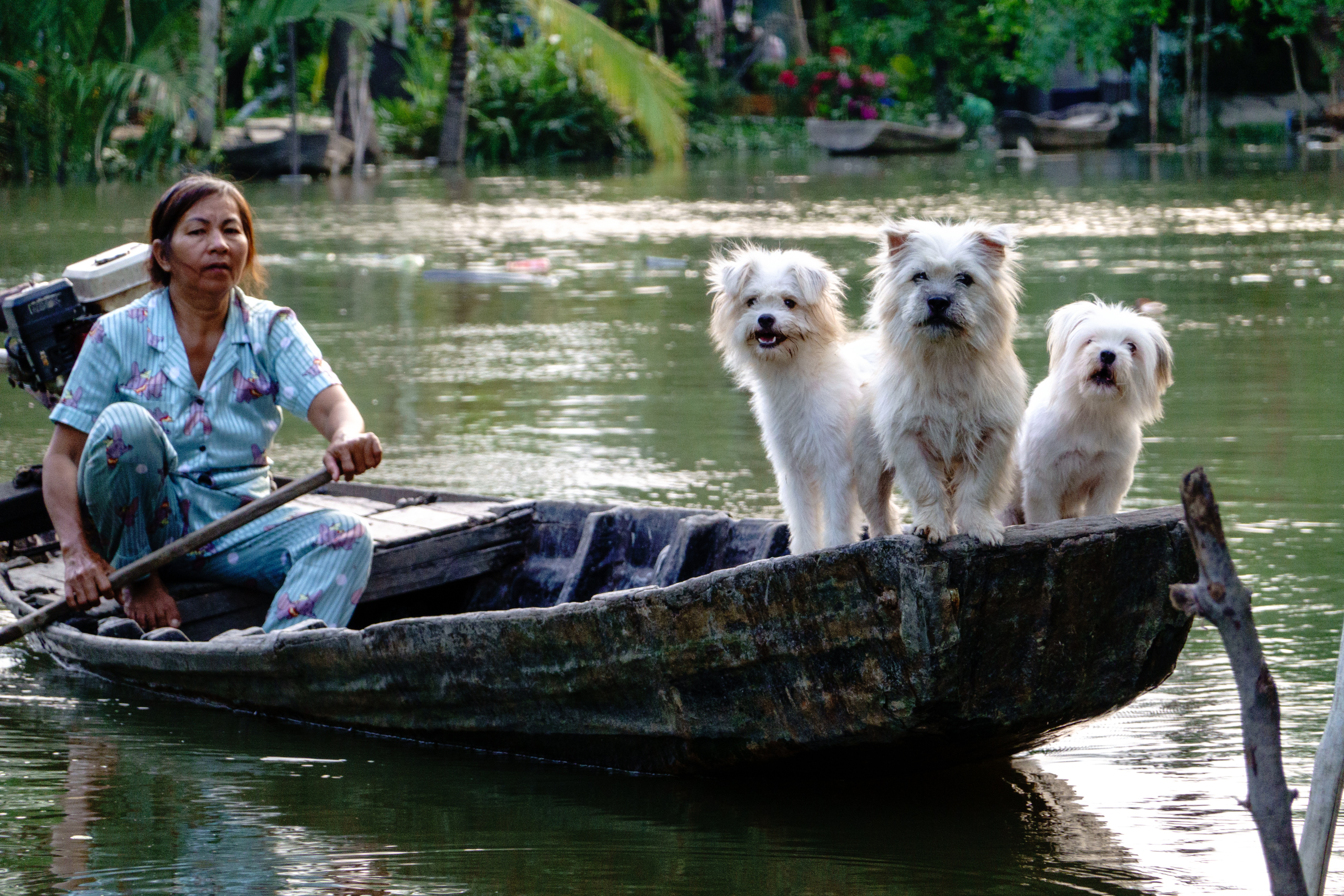 nguyenhoangthach-dogs-7369533.jpg