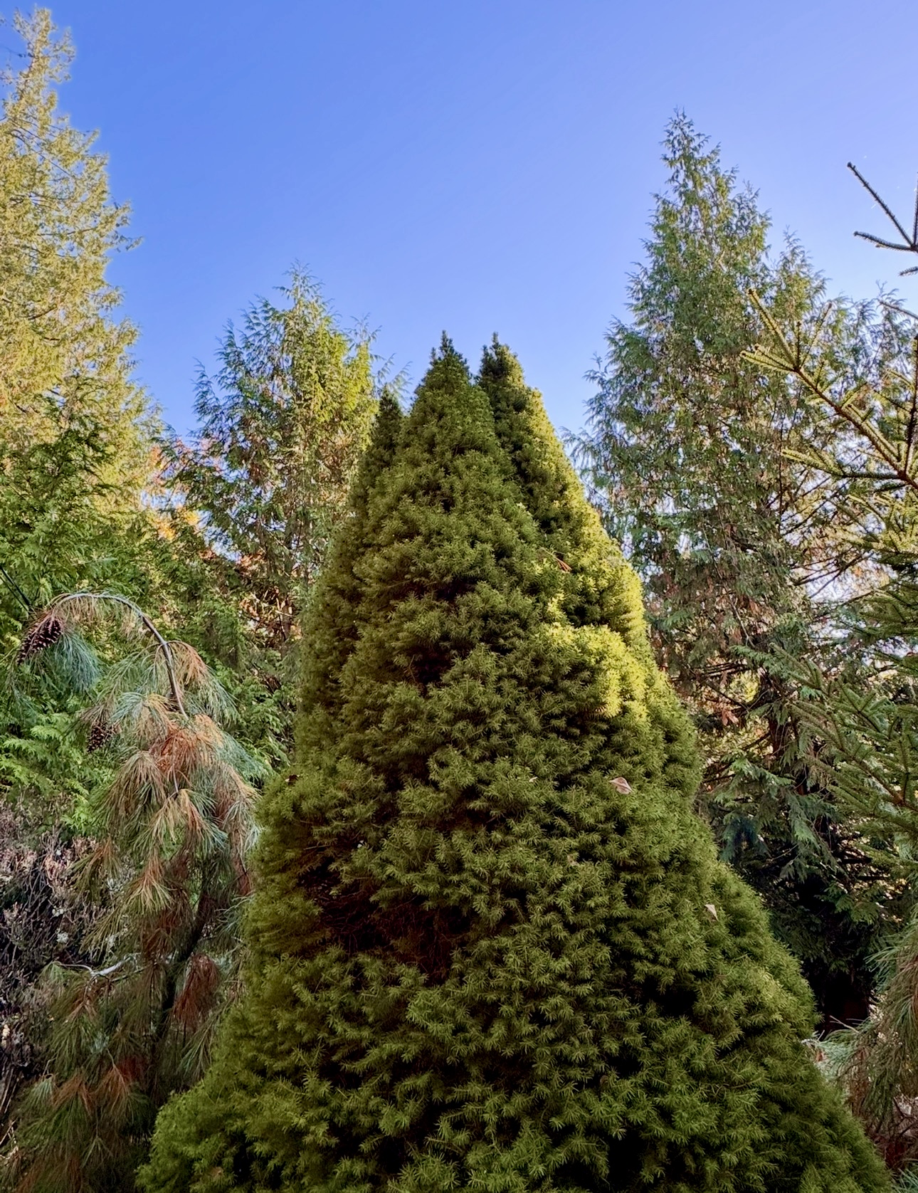 Simply Tuesday 😌…….…....North Cascade Wanderings