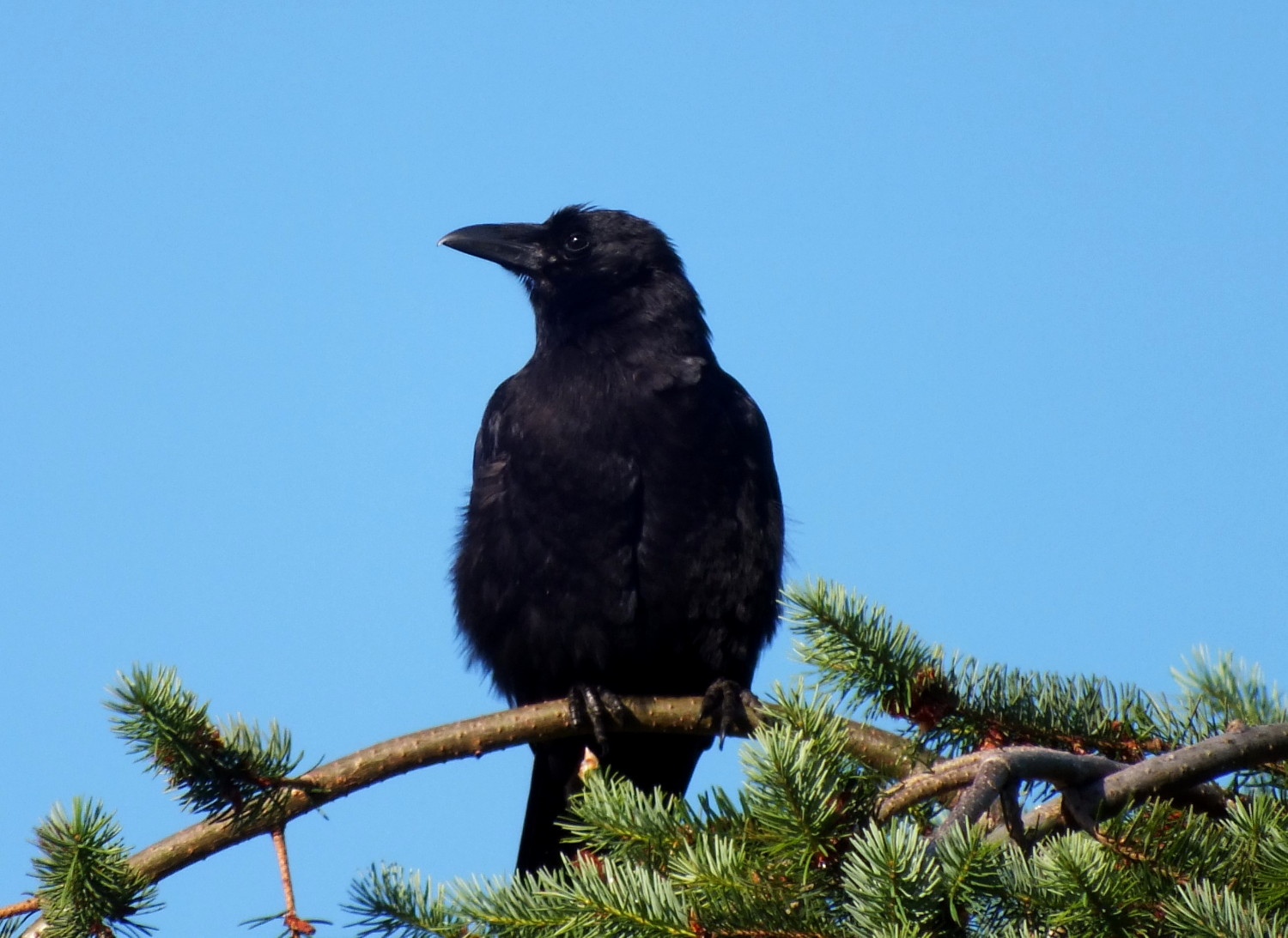 1098-Crow.jpg