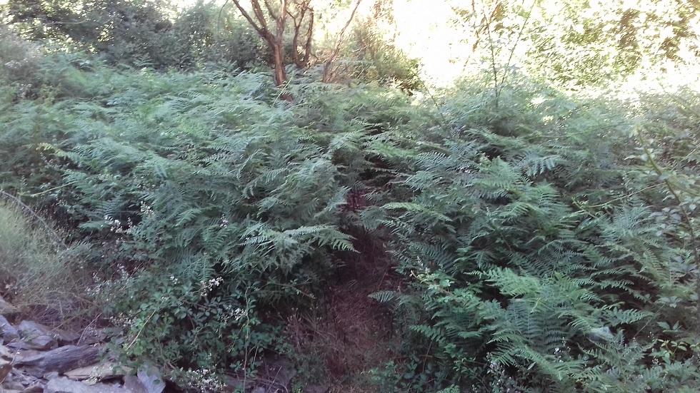 river fern.jpg