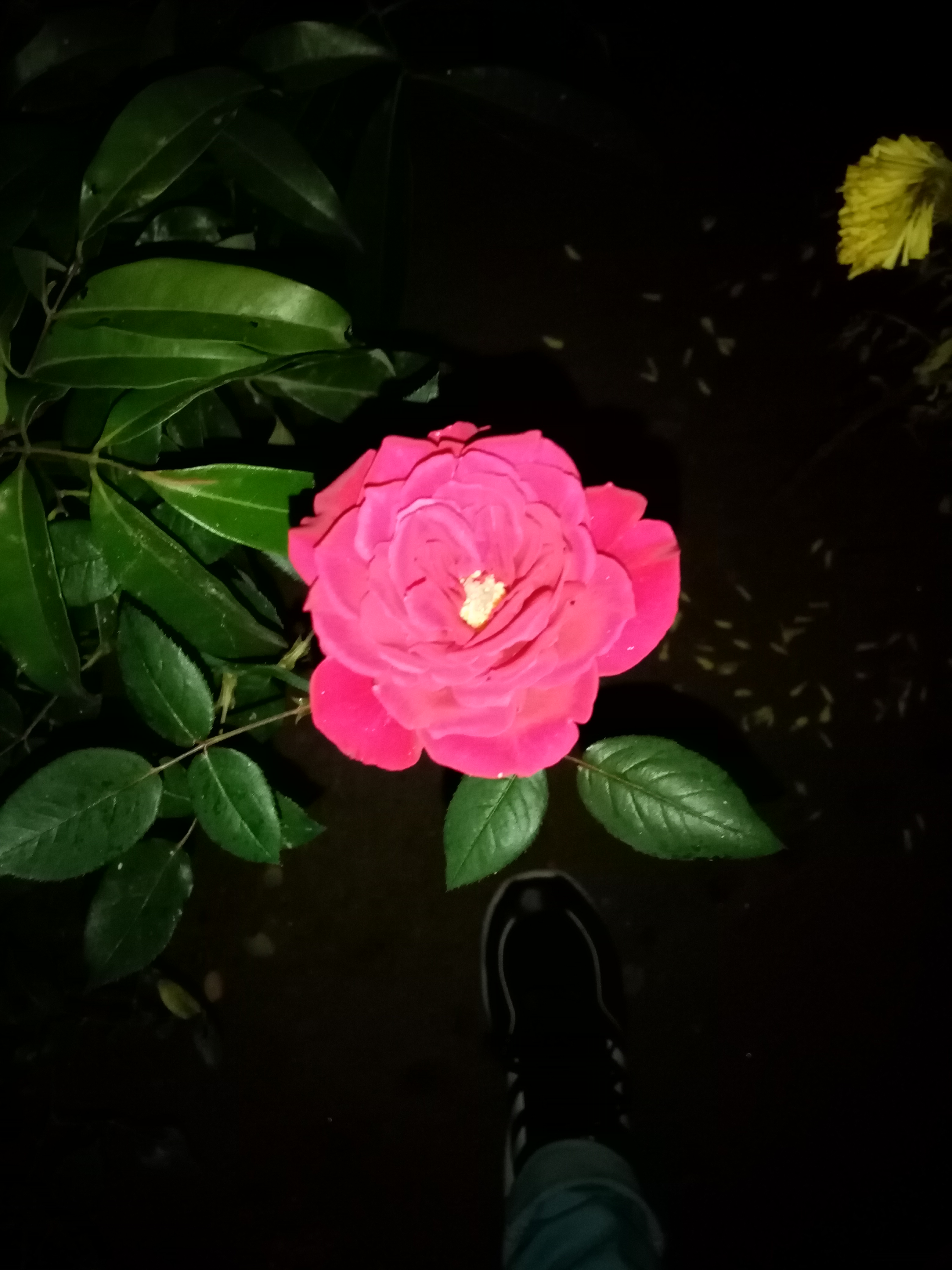 IMG_20201214_183638.jpg