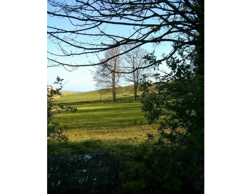 sussex tree.png