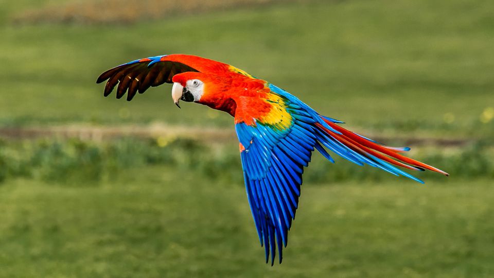 GettyImages-634869043-58a6e83f5f9b58a3c918ca12.jpg