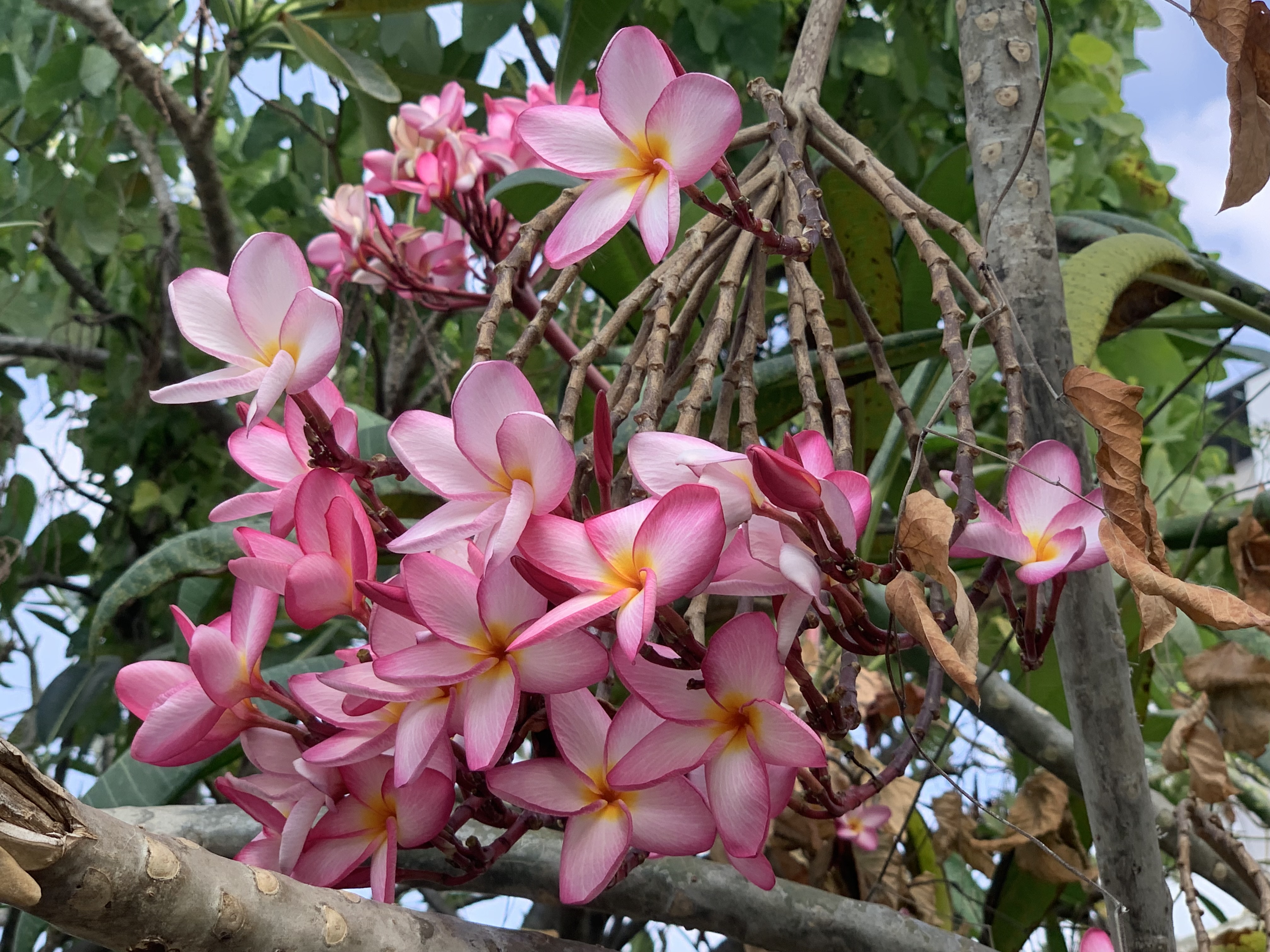Beautiful flowers6.jpg