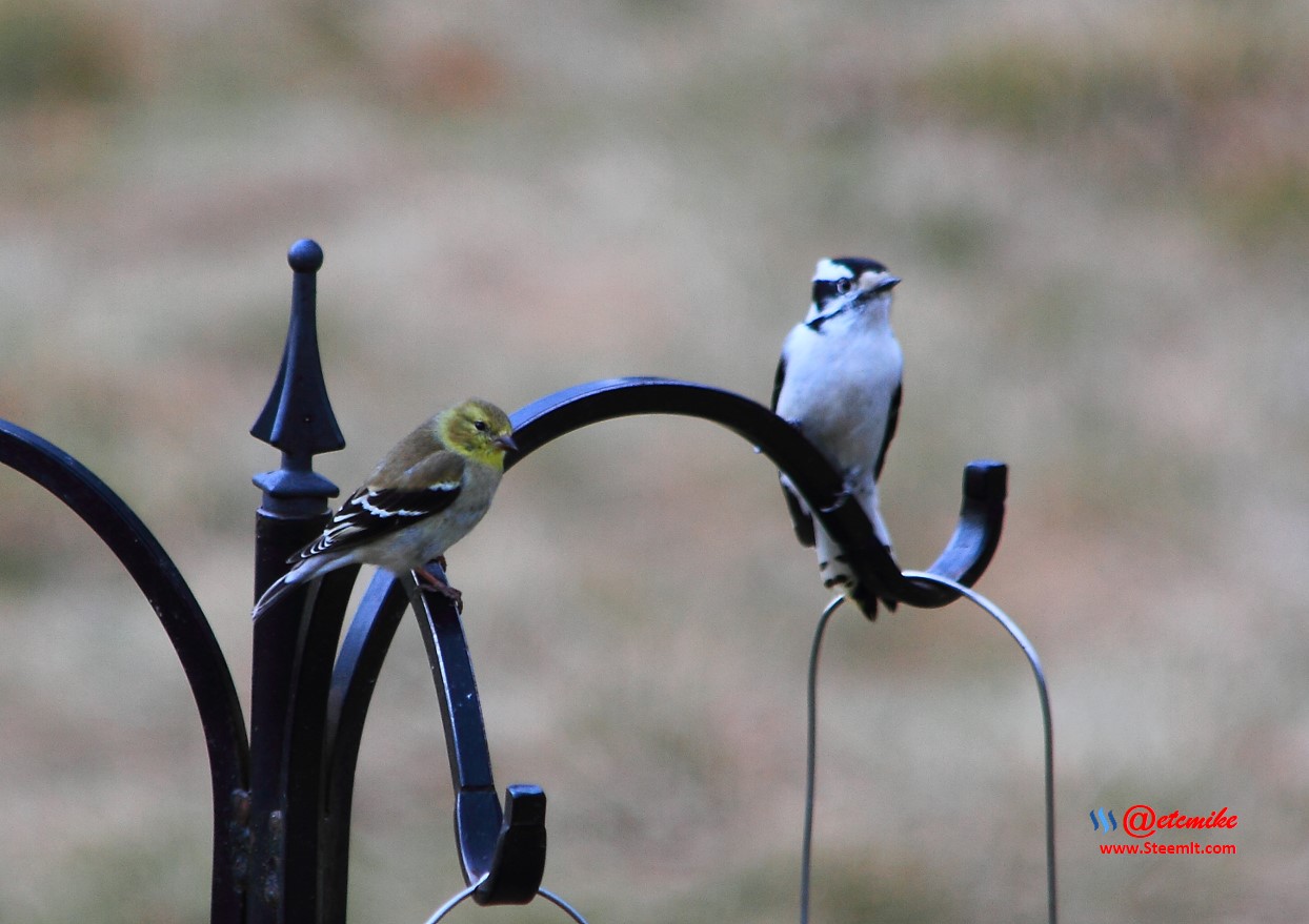 American Goldfinch Downy Woodpecker PFW20-0033.JPG