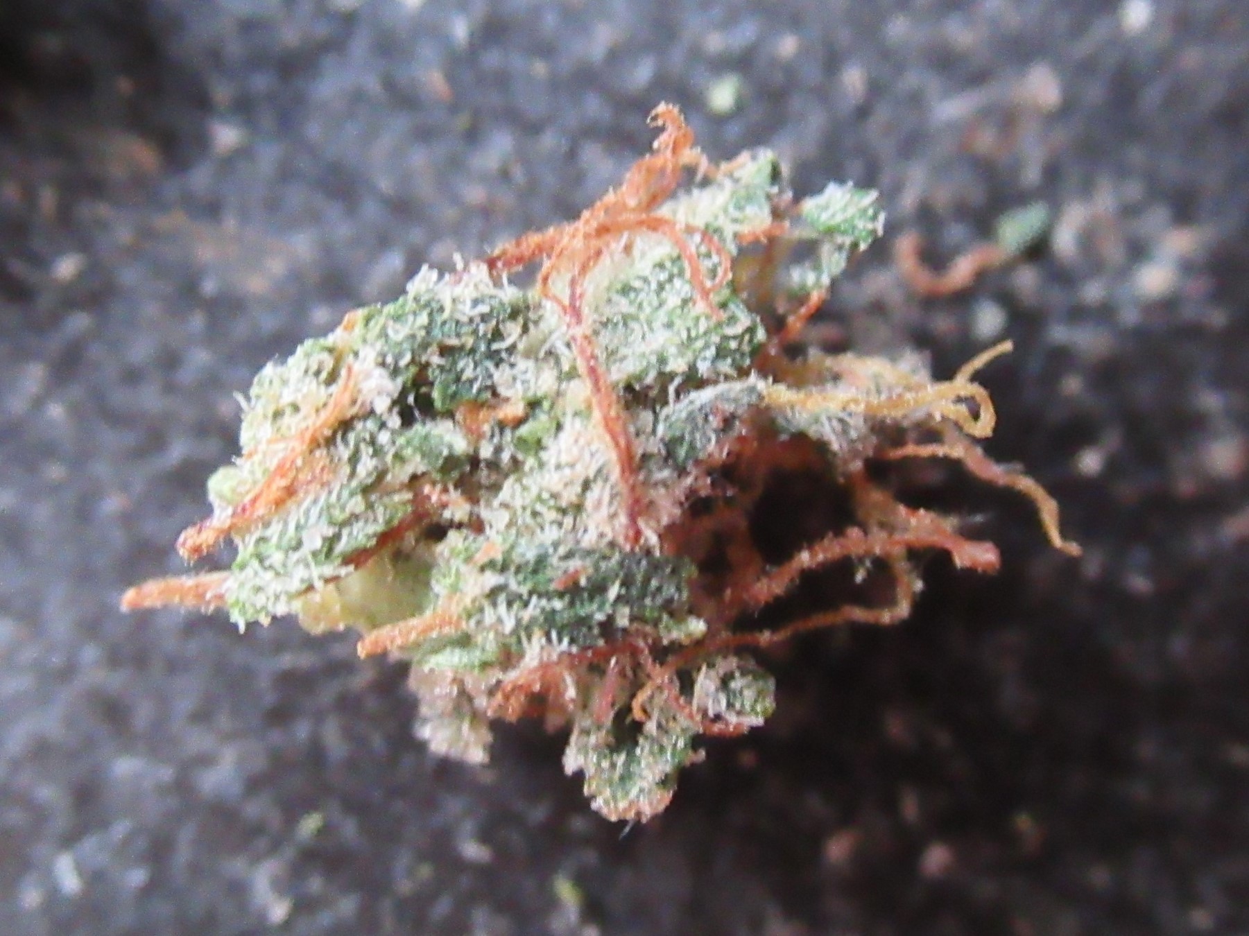 microslilnug.jpg