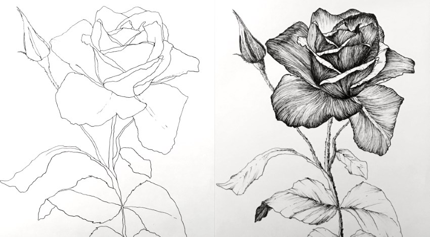 rose-flower-pen-drawing.jpg