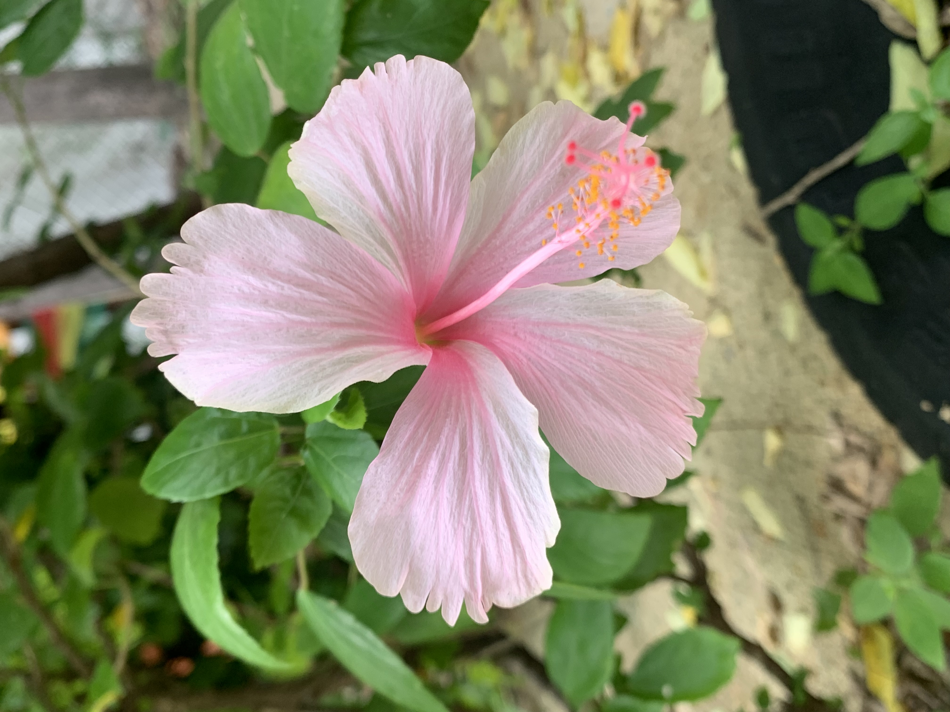pink Chaba5.jpg