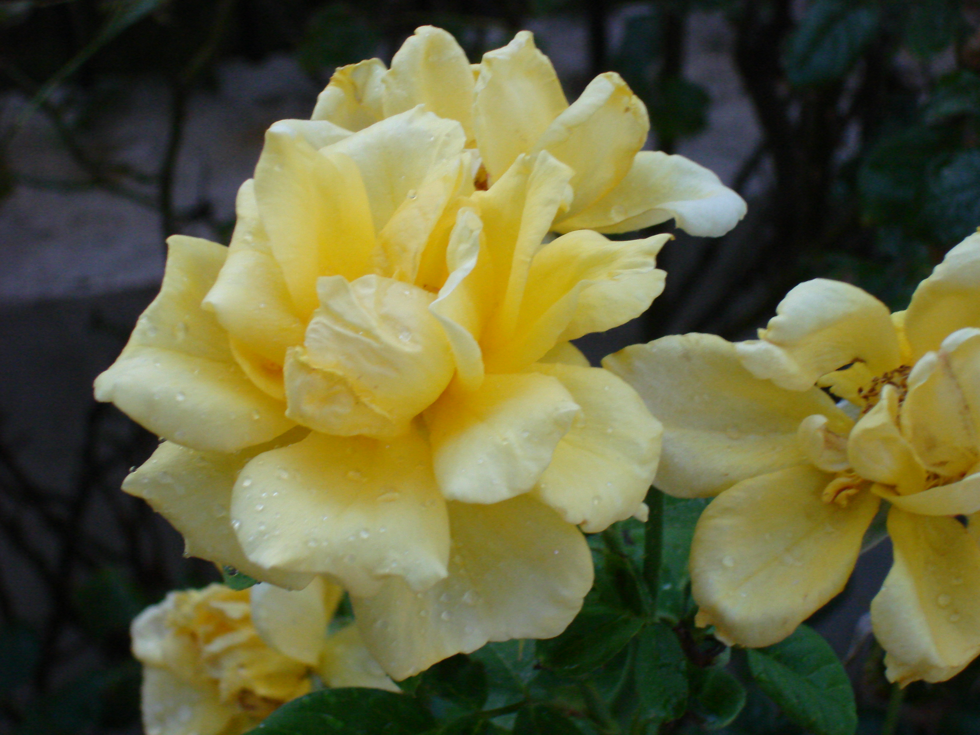 DSC00728.JPG