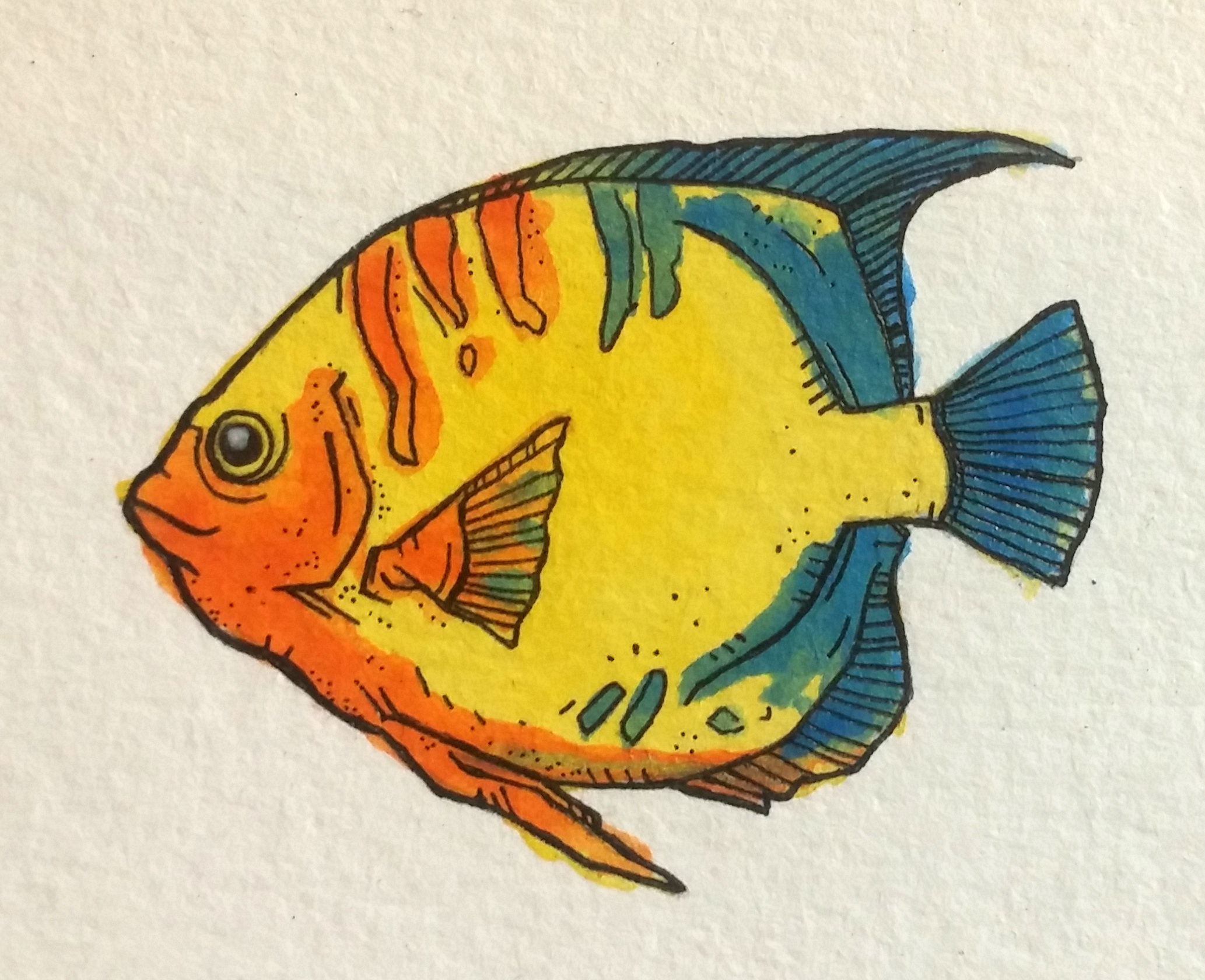 https://cdn.steemitimages.com/DQmRbRyQNUGLogEjMdeZjvj2MBKUjJfKaFwY4jzpXu4sGpR/angelfish7.jpg