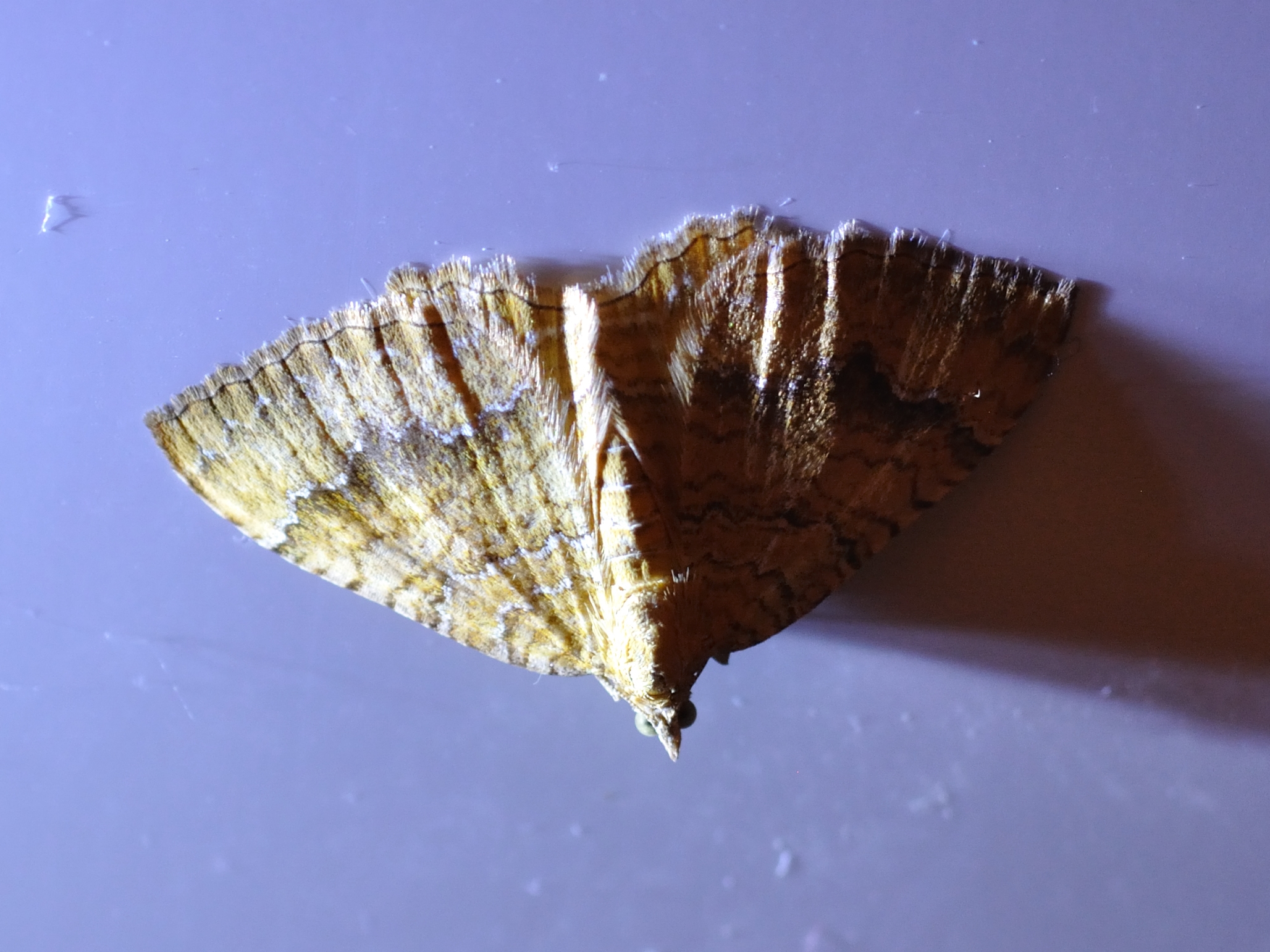 DSC_0784.JPG