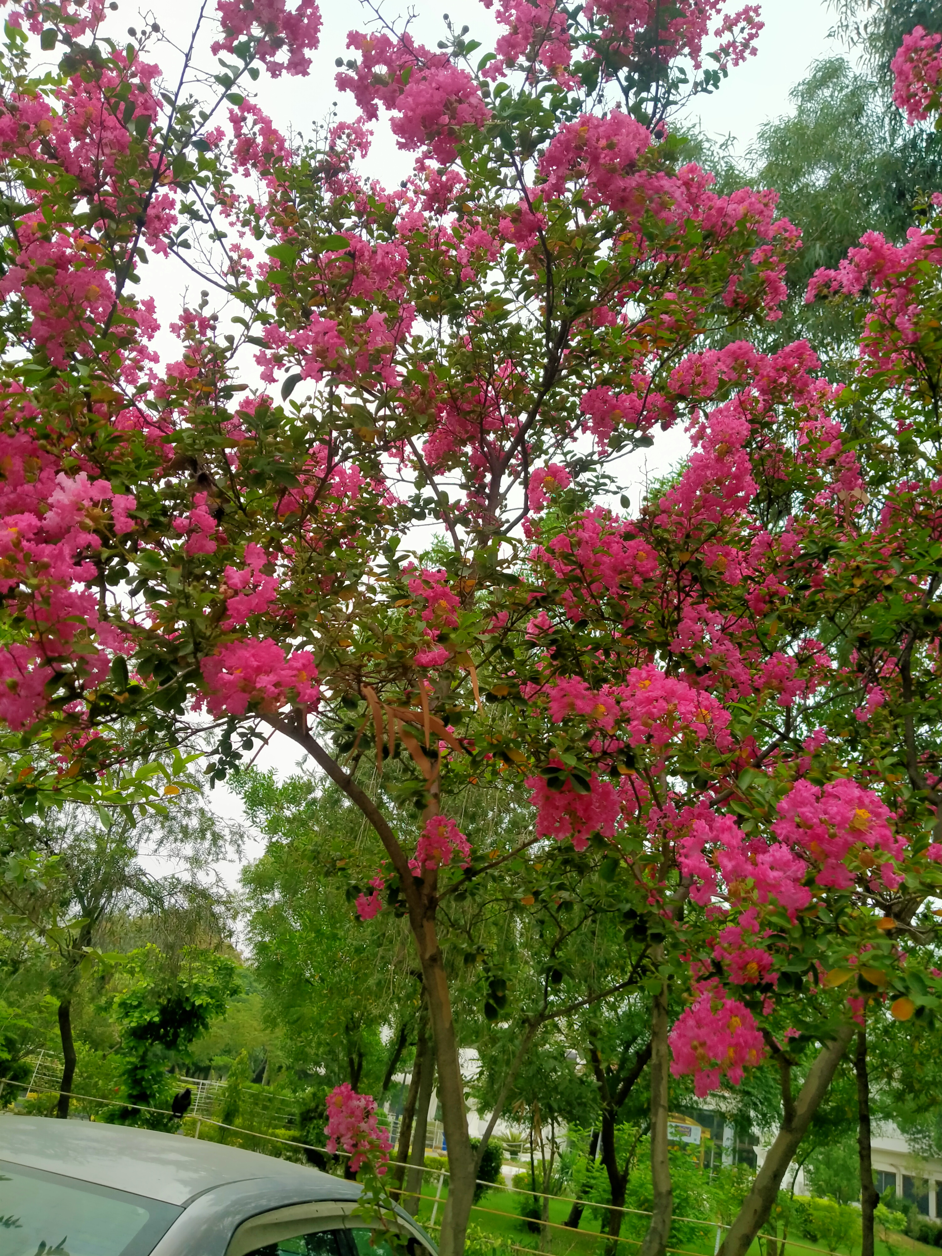 IMG20210727083716.jpg