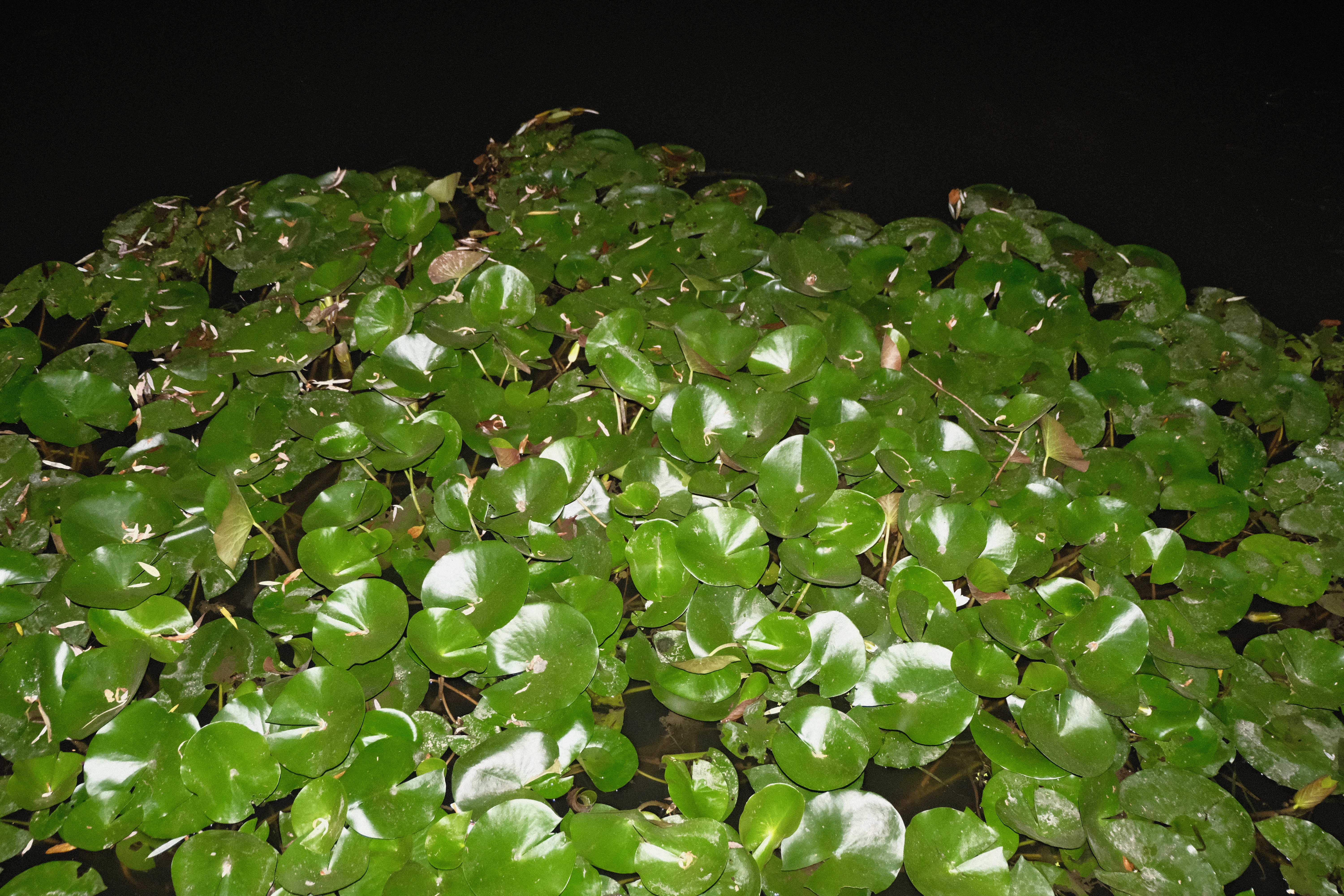 DSCF9628.jpg