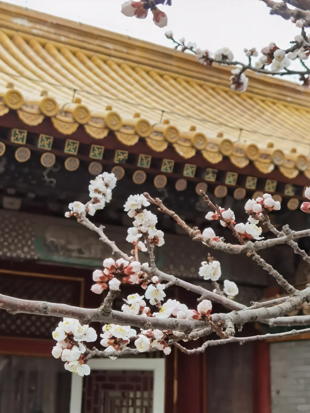 161.webp