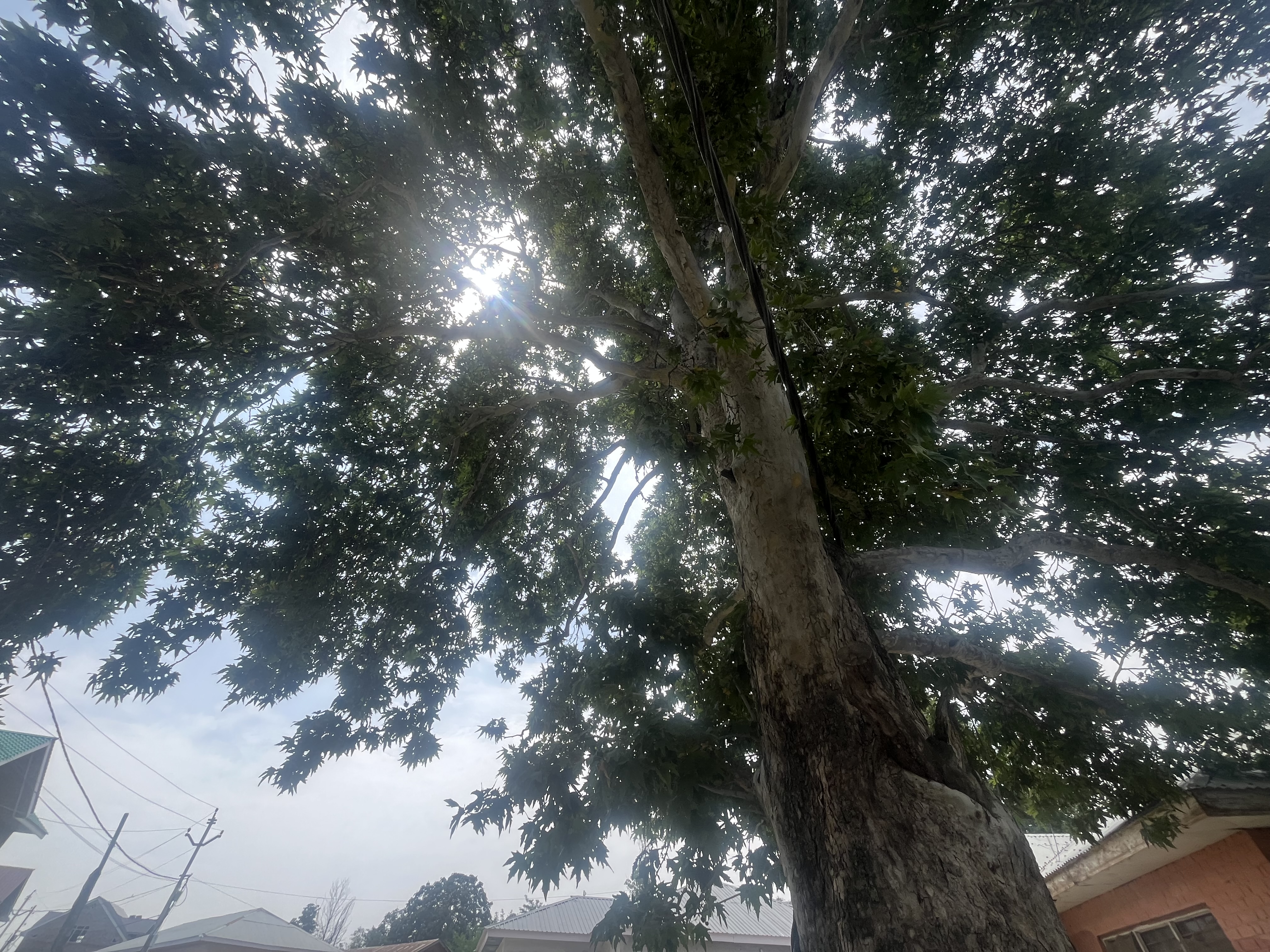 IMG_2161.jpeg