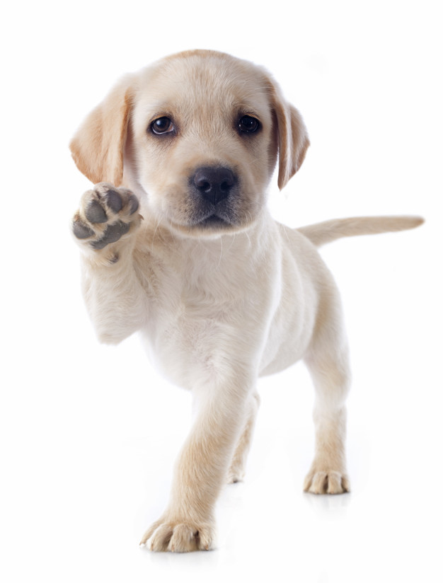 perro-labrador-retriever_87557-10551.jpg