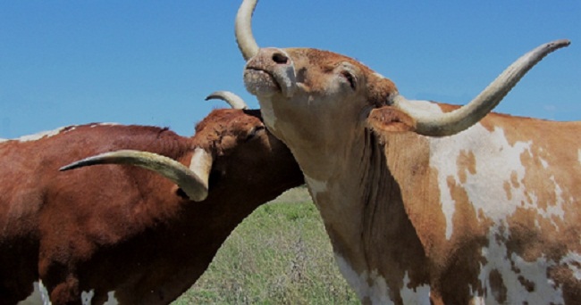 vacas.jpg