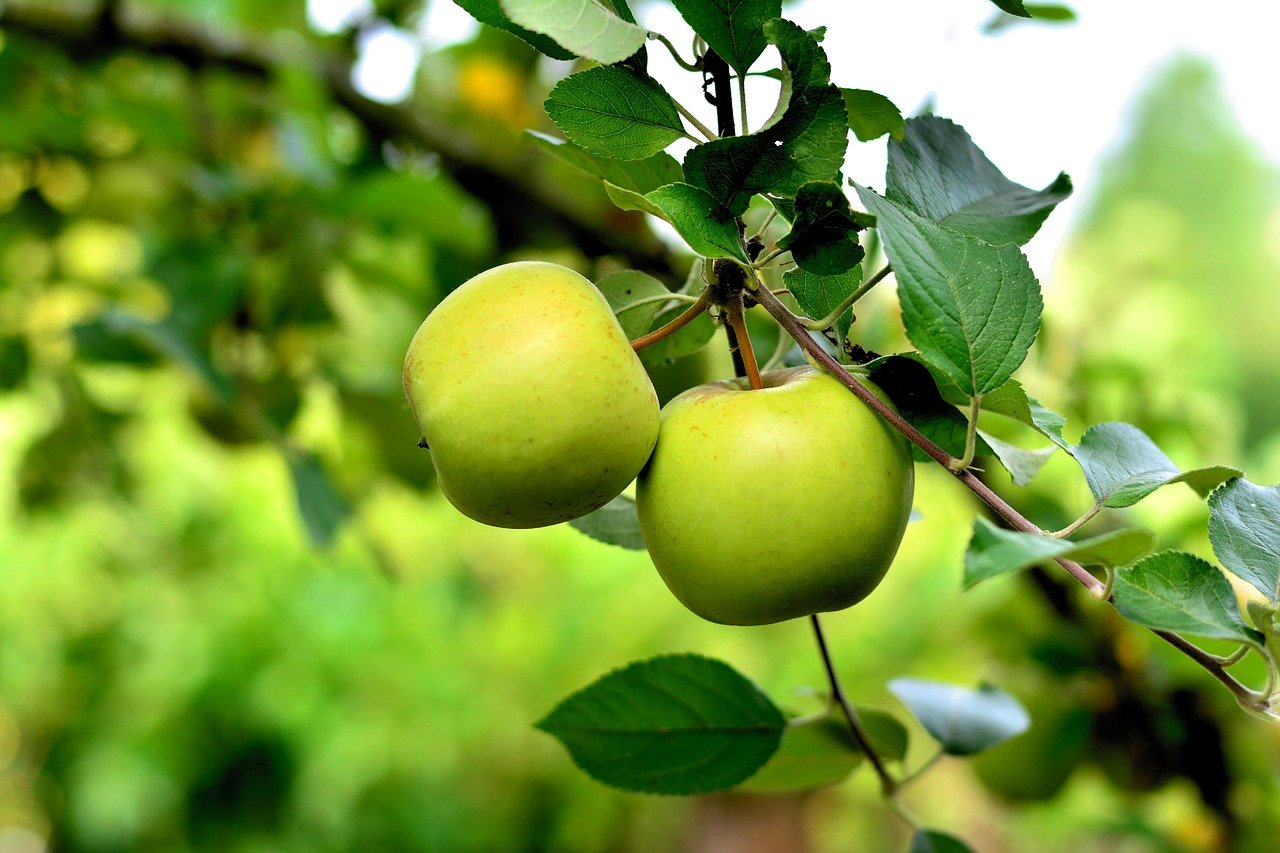 apple-3866387_1280.jpg