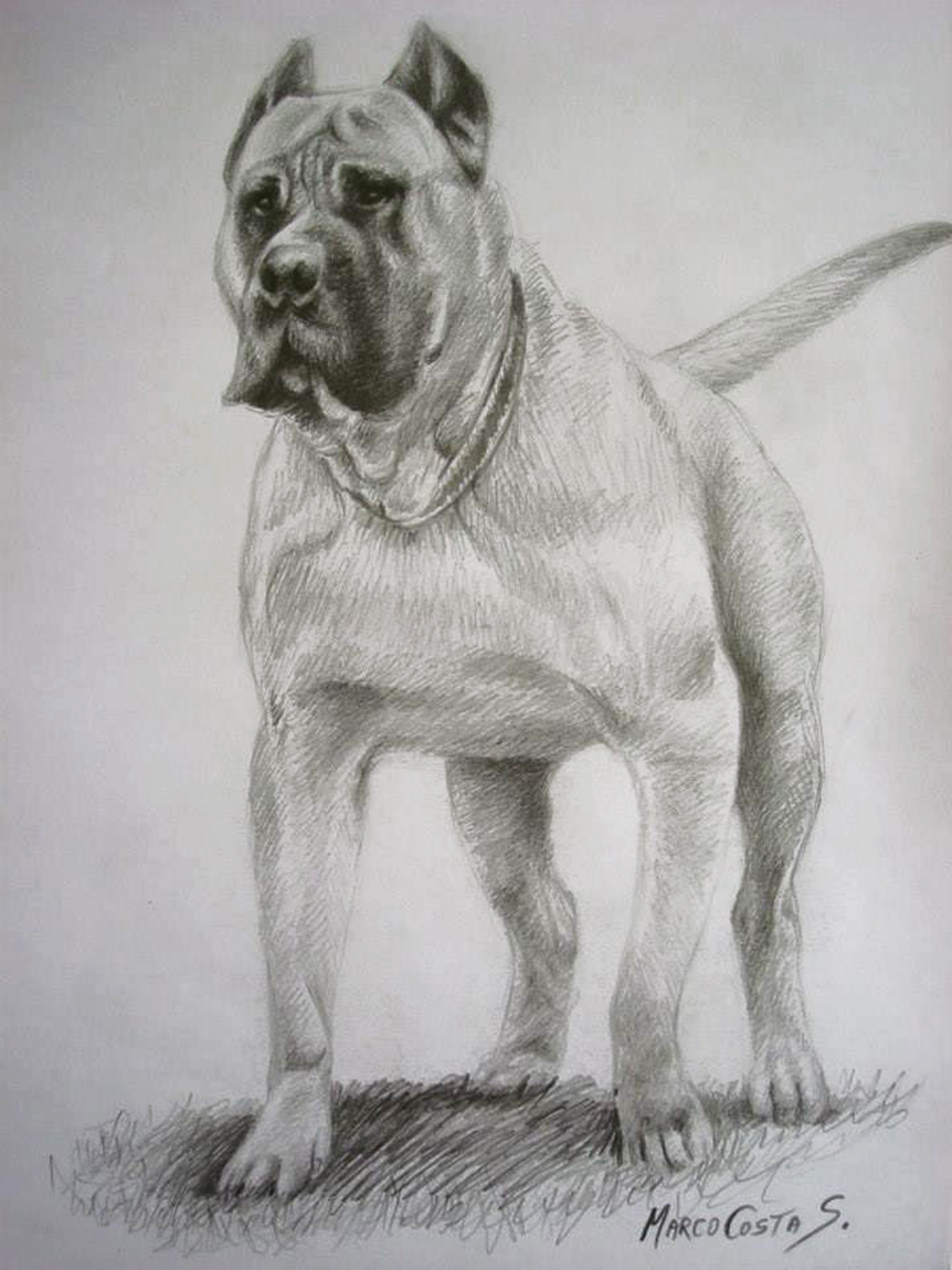 Dibujo De Pitbull A Trazo Suelto Weku
