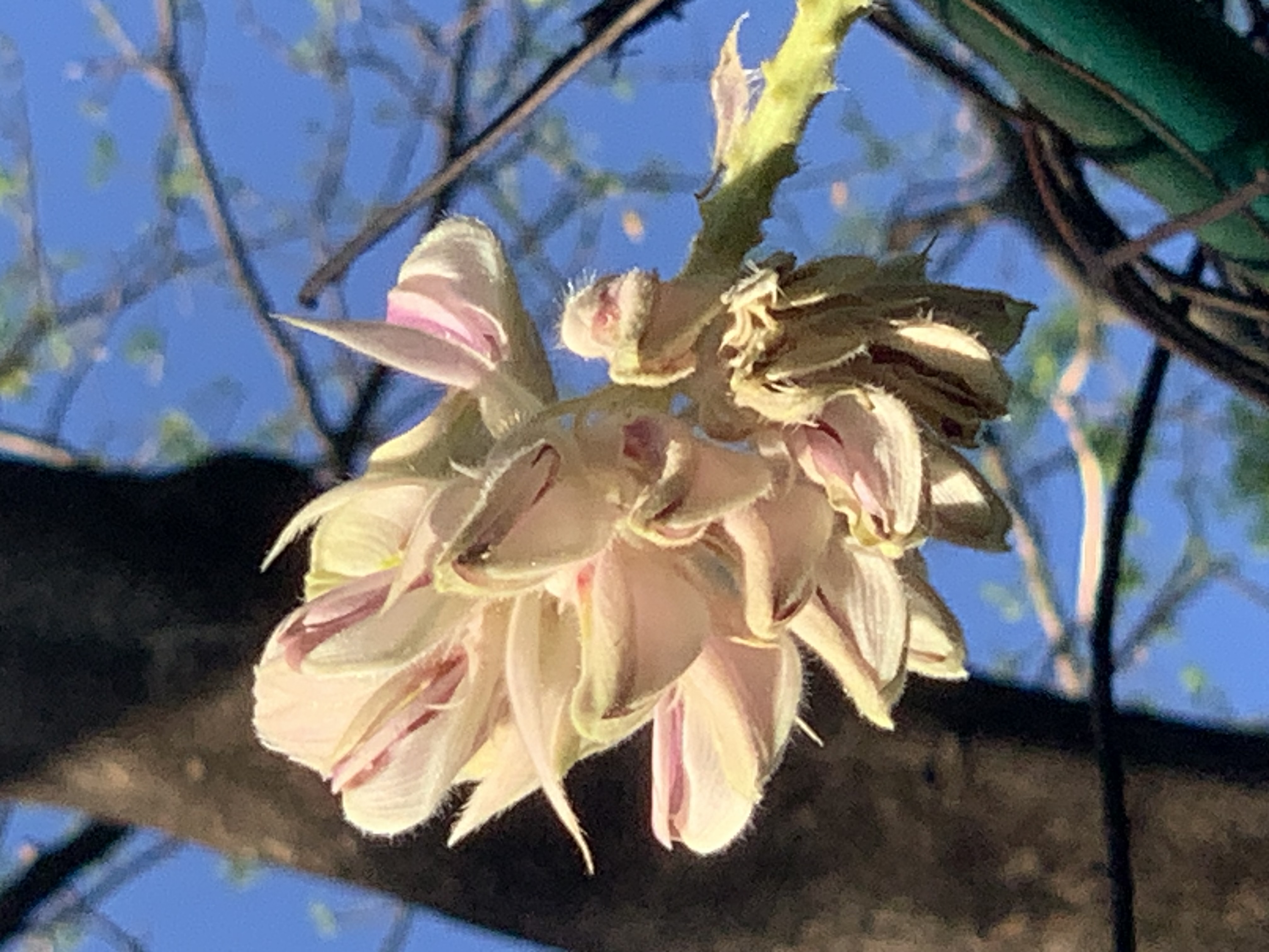 Queen Sirikit Park304.jpg