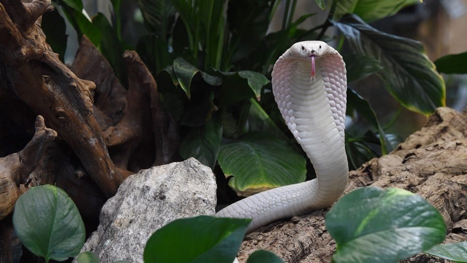 snake pics.jpg