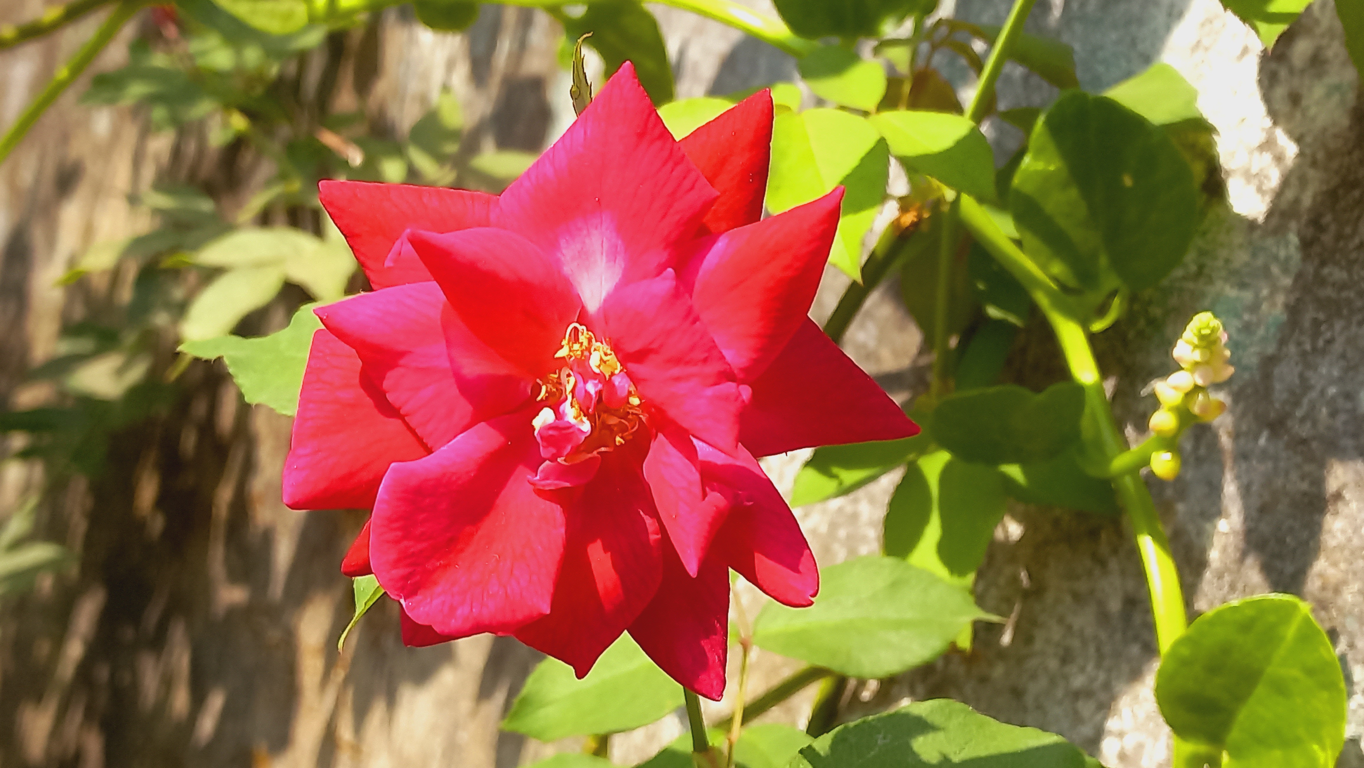 Rose flower photography