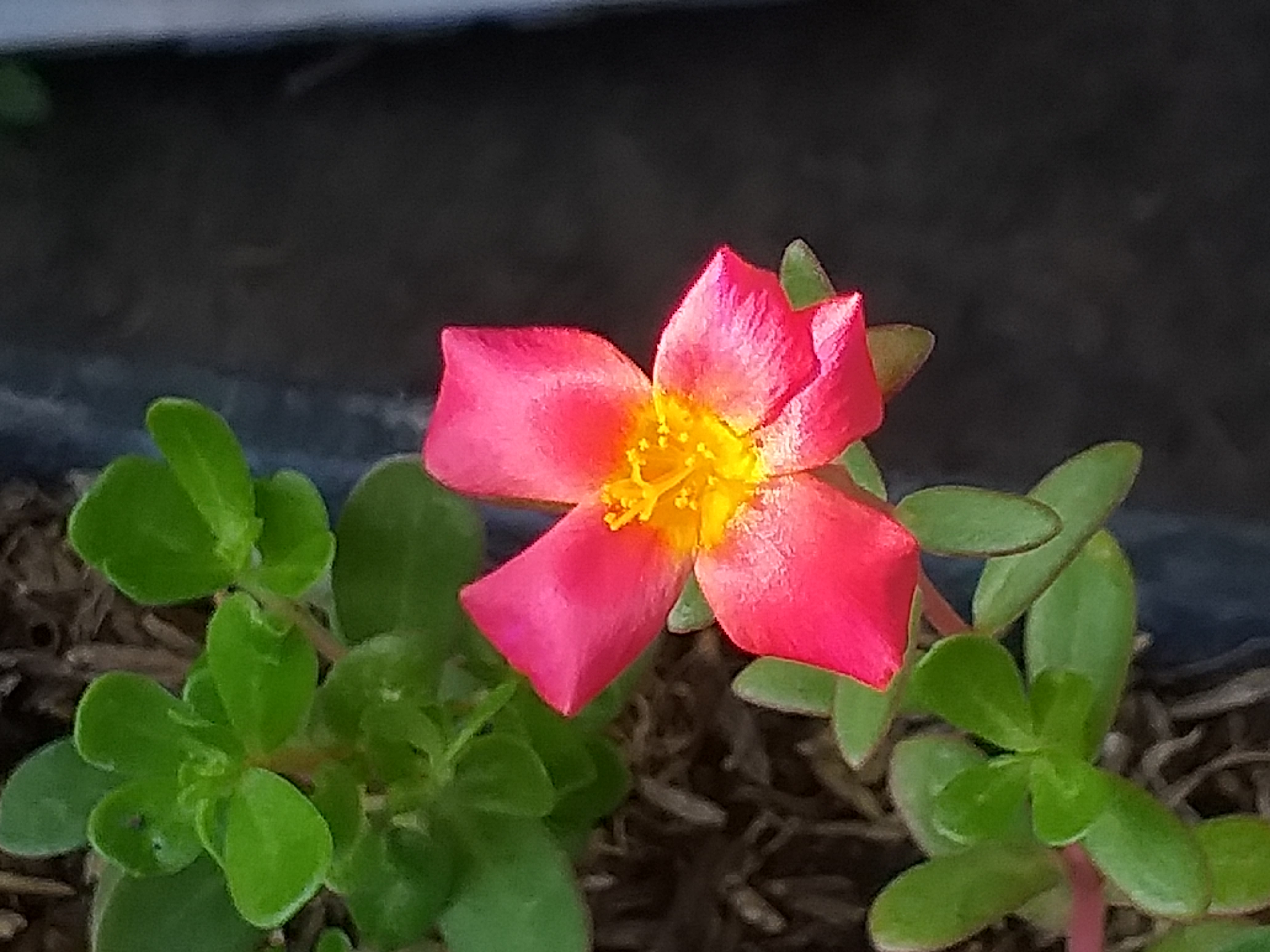 my garden201.jpg