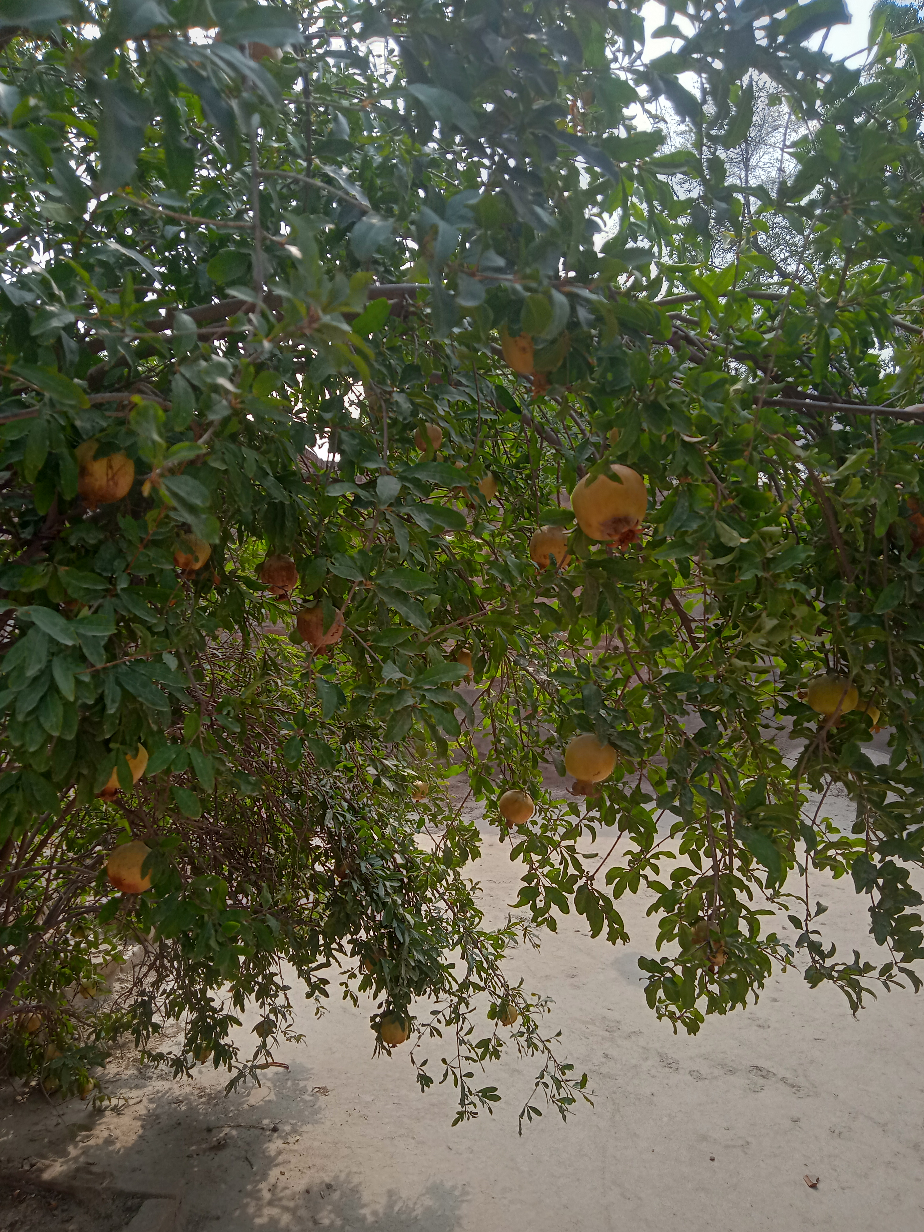 IMG20210712151803.jpg