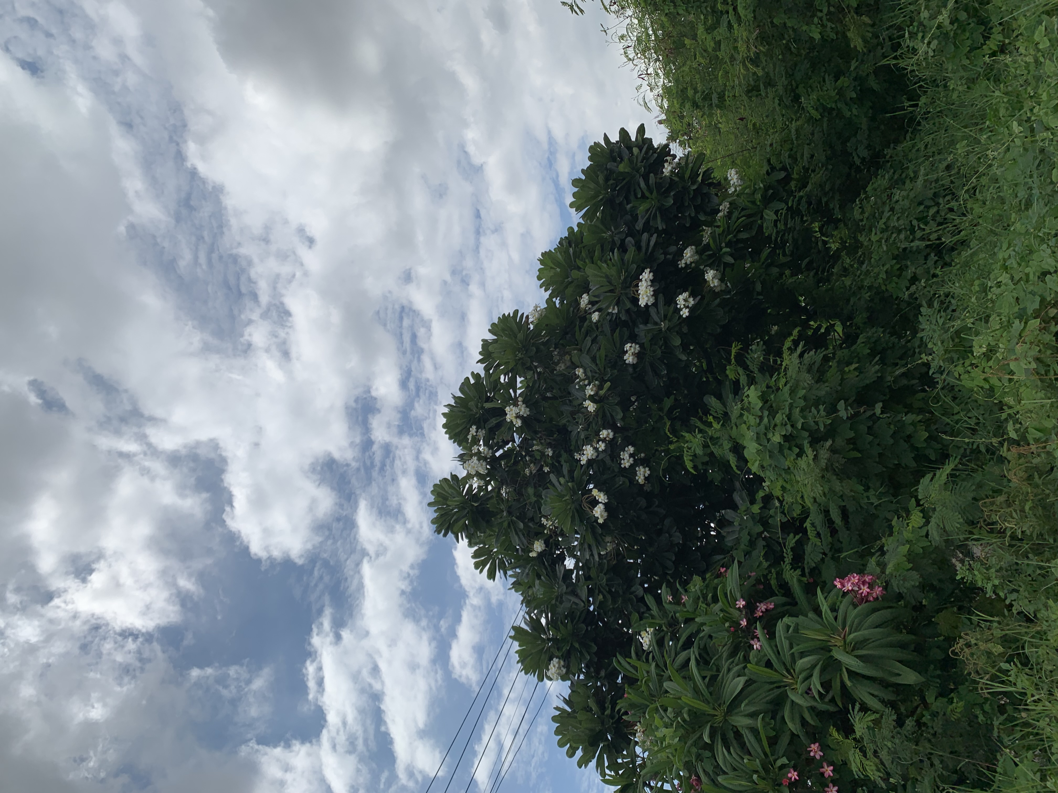 nature405.jpg