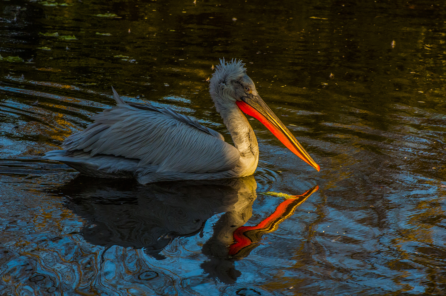 DSC_0651.jpg
