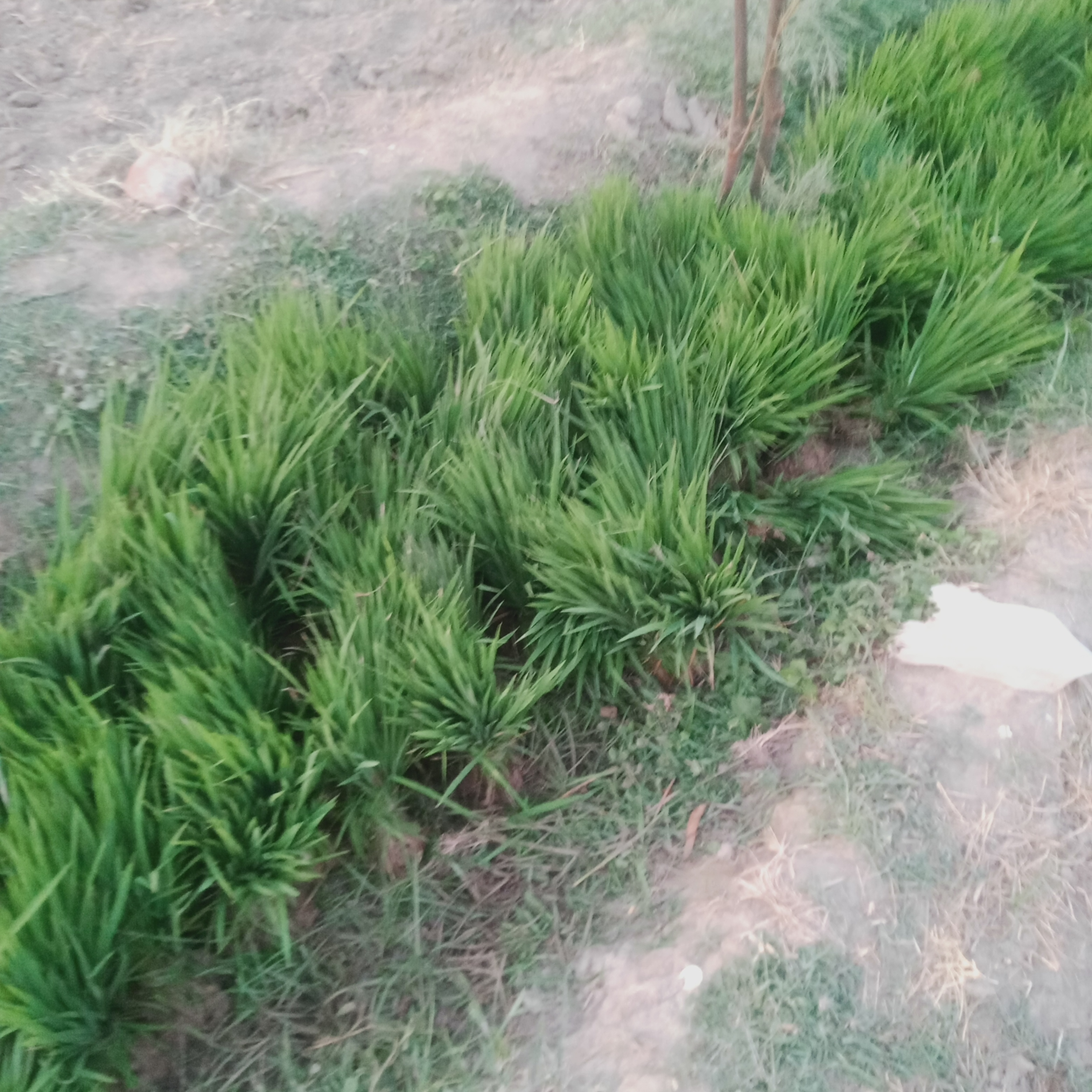 IMG20240625191931.jpg