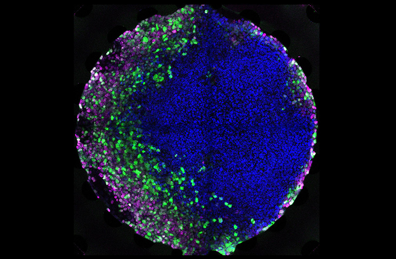 cell-microfluidics.jpg