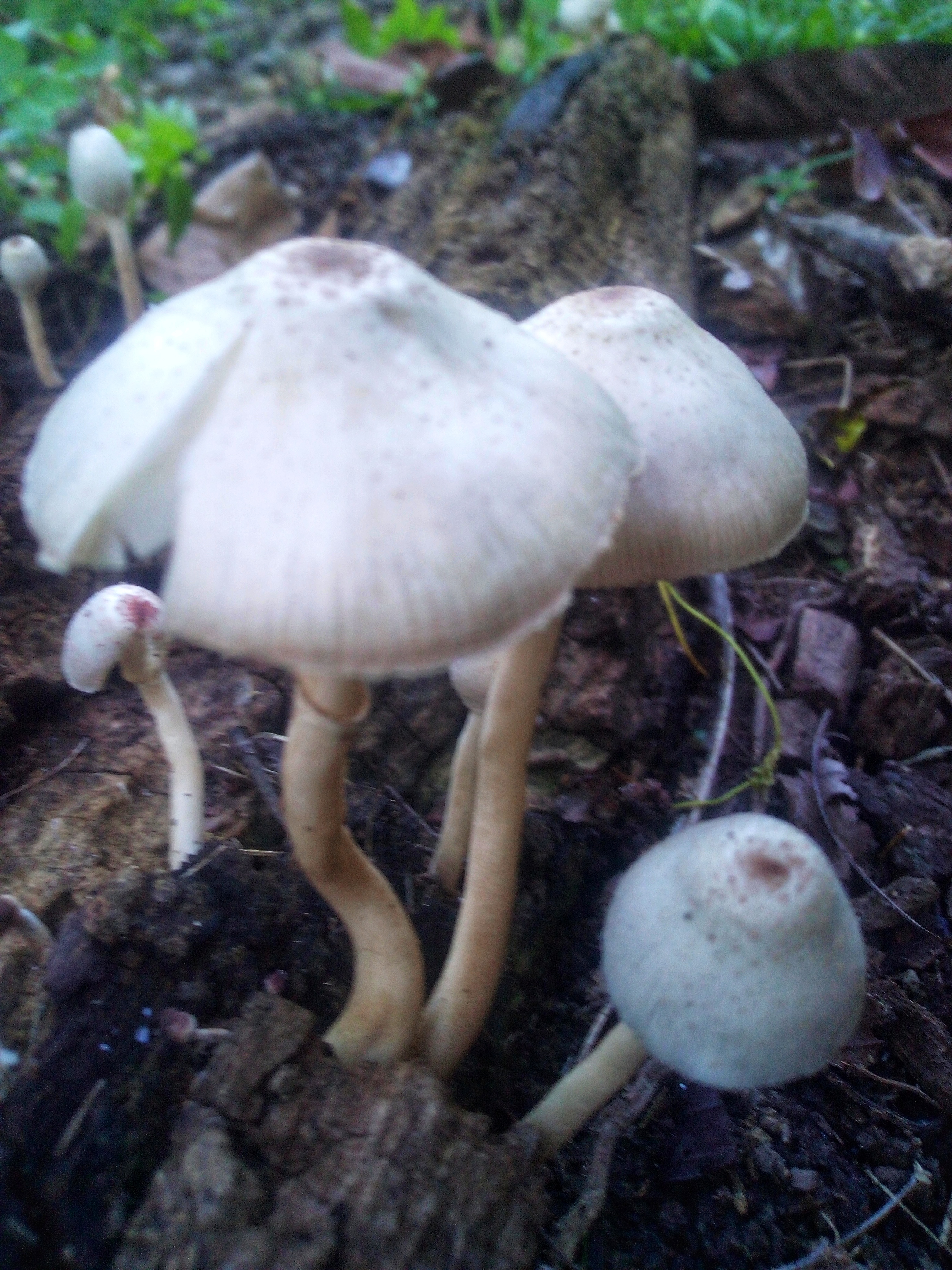 IMG_20220111_165857-01.jpeg
