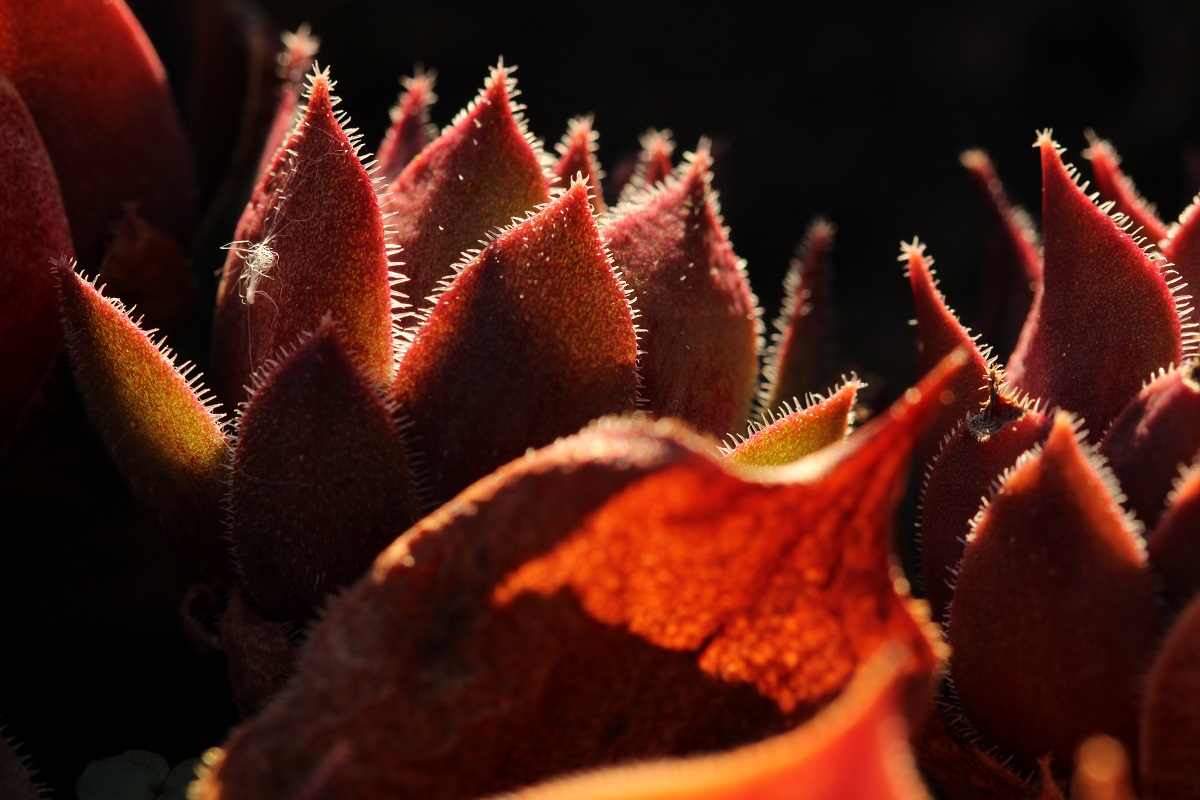 Sempervivum_CloseUp_MarcosDK.jpg