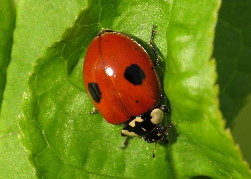 Adalia_bipunctata_(Coccinellidae)_(2-spot_Ladybird)_-_(imago),_Geldermalsen,_the_Netherlands.jpg