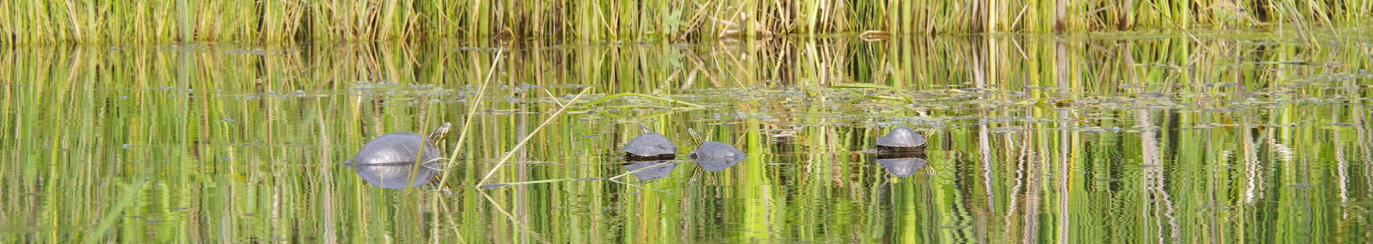 Row of Turtles 20 JUL 2024 Header (2).jpg
